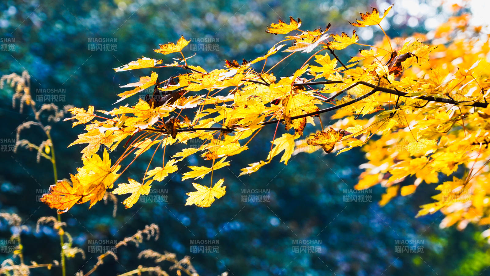 秋葉金黃 光影斑駁