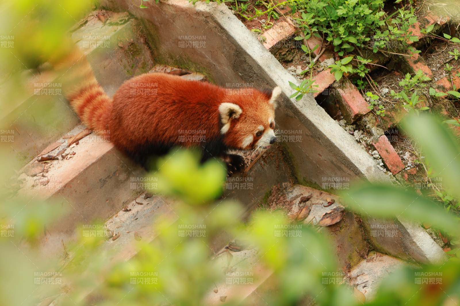 紅熊貓攀爬石階