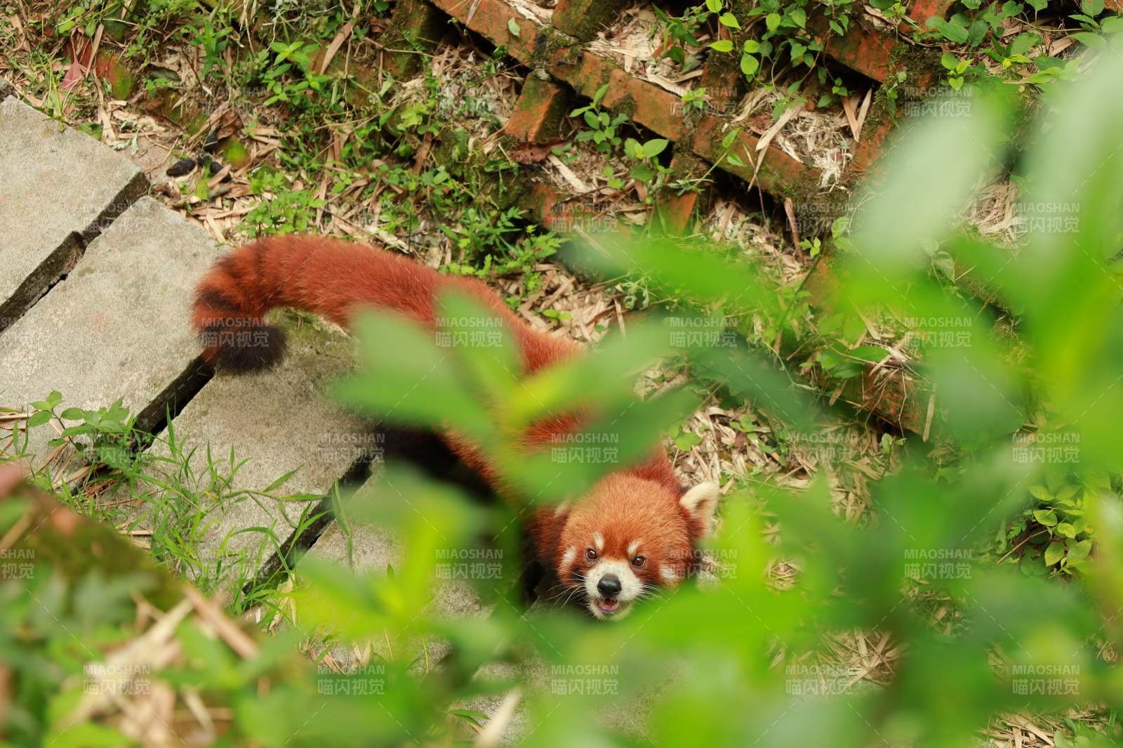 紅熊貓在草叢中
