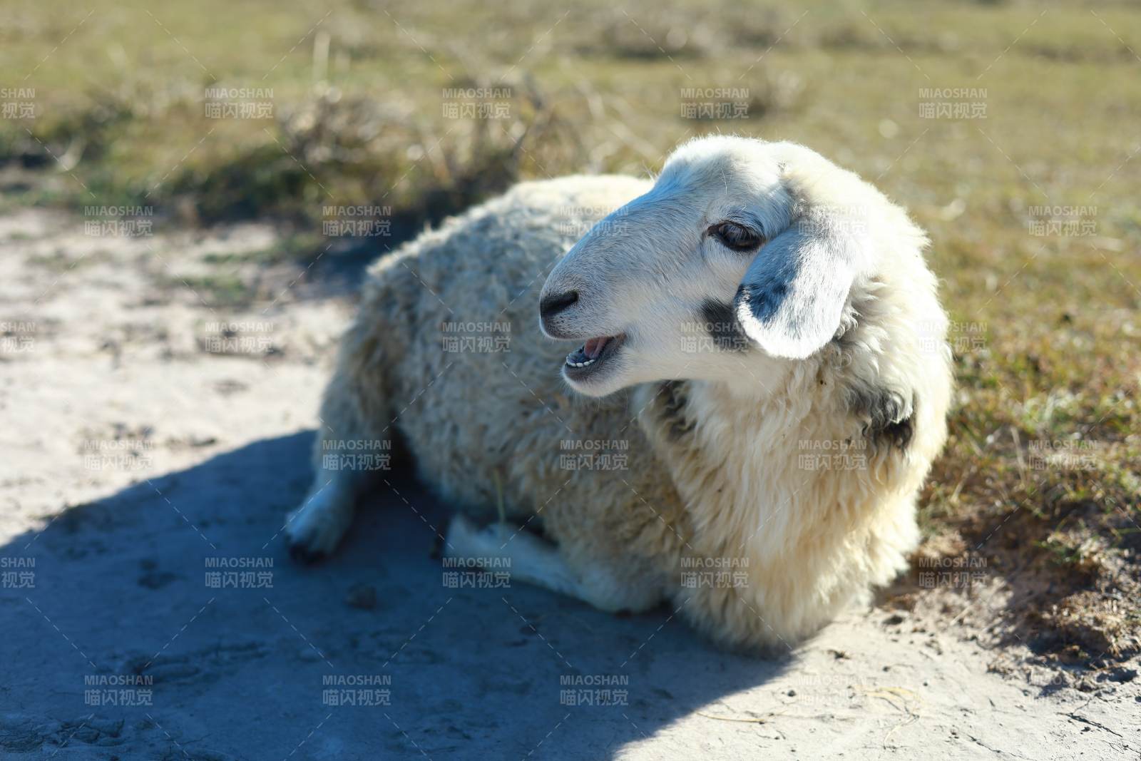 羊兒悠閑躺草地