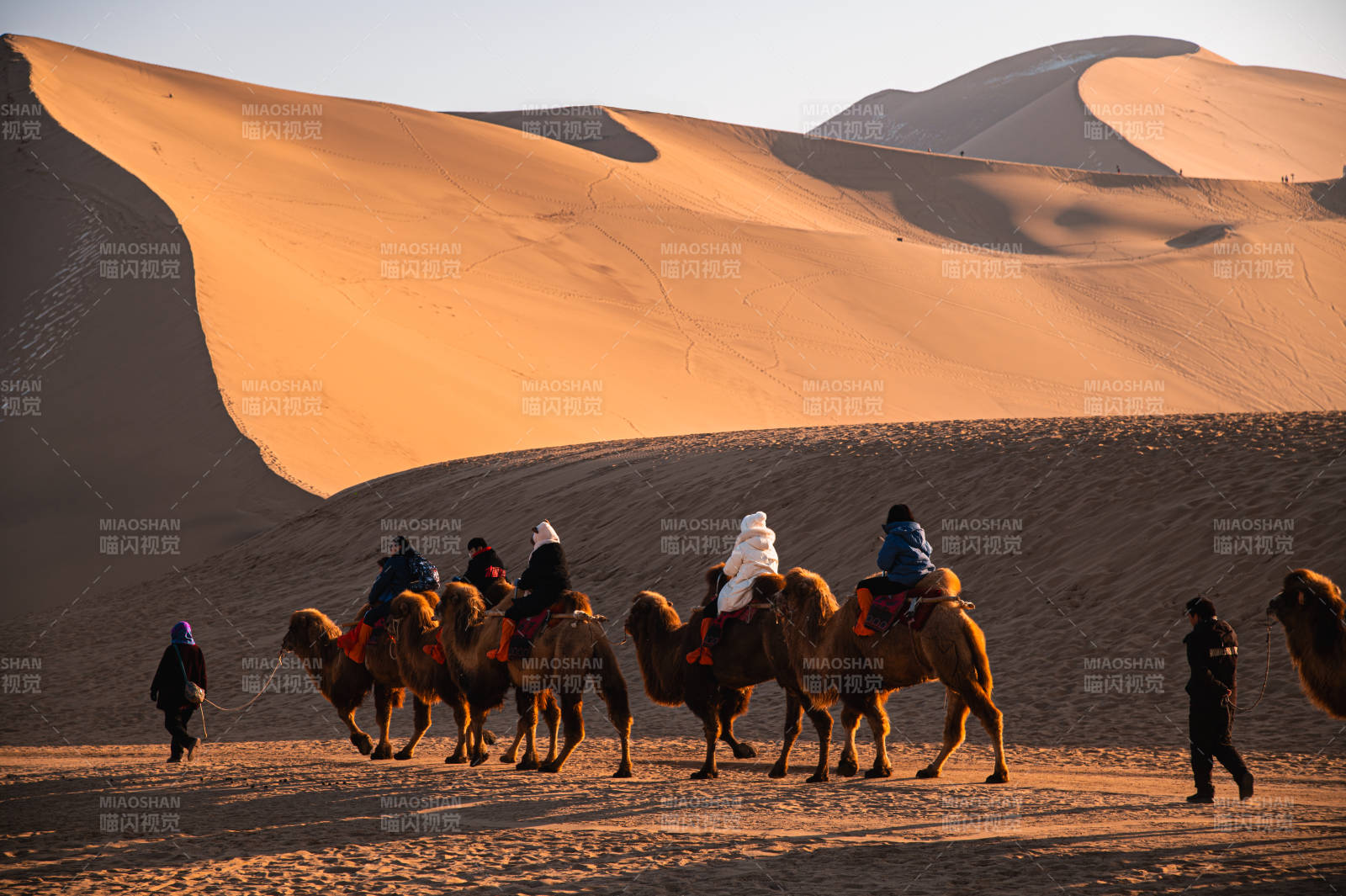 沙漠駝隊行進中