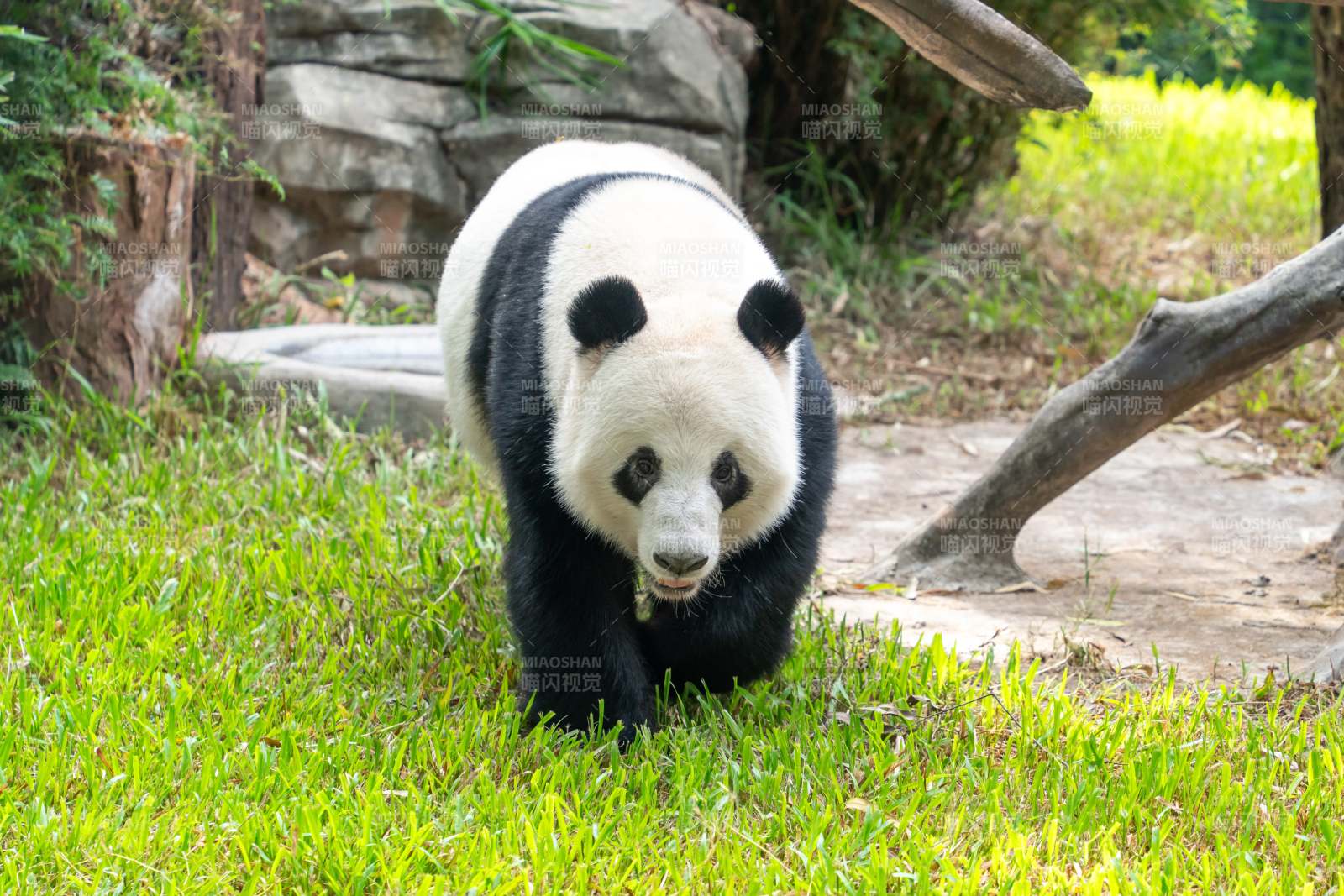 熊貓在草地上行走