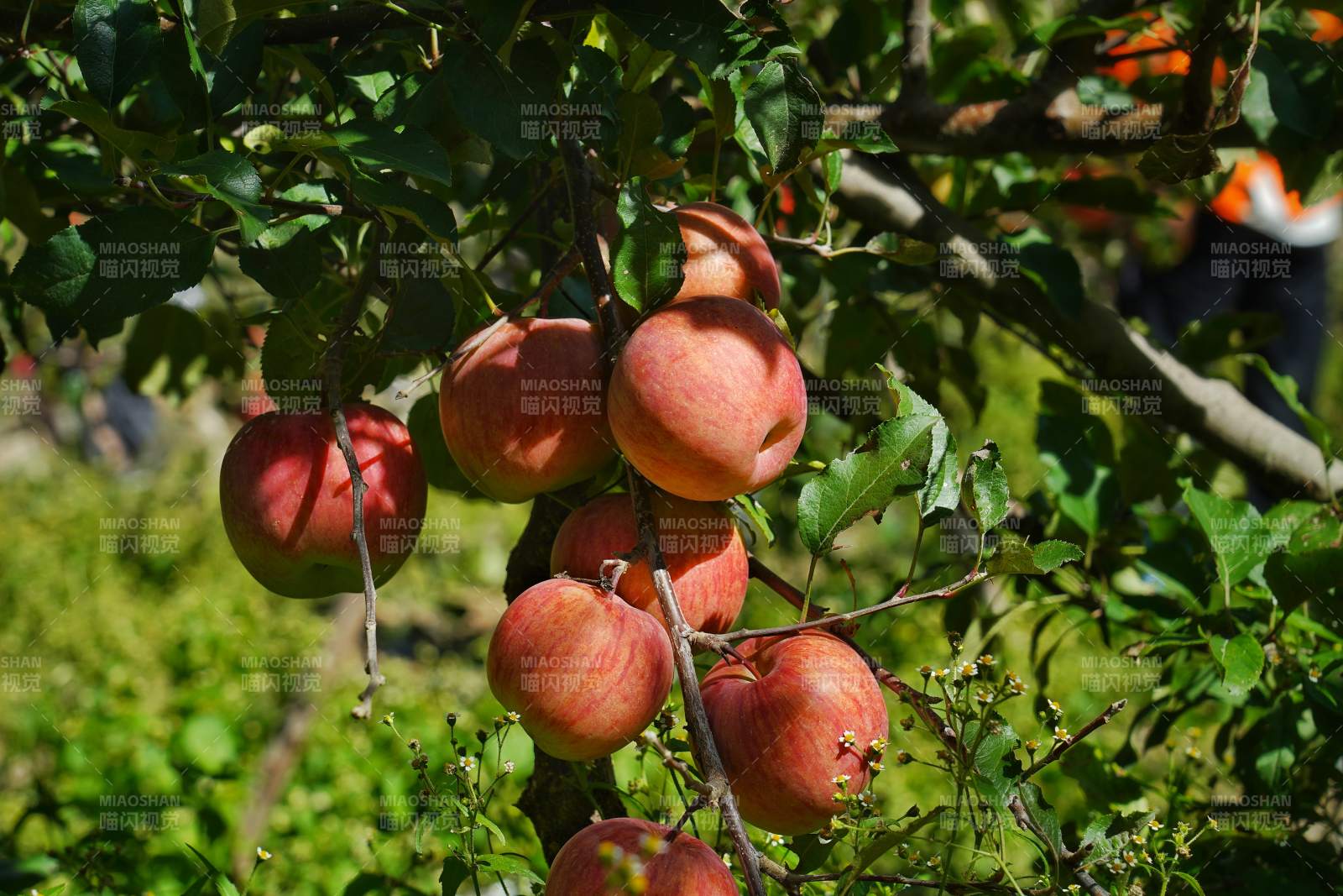 苹果树上挂满红果