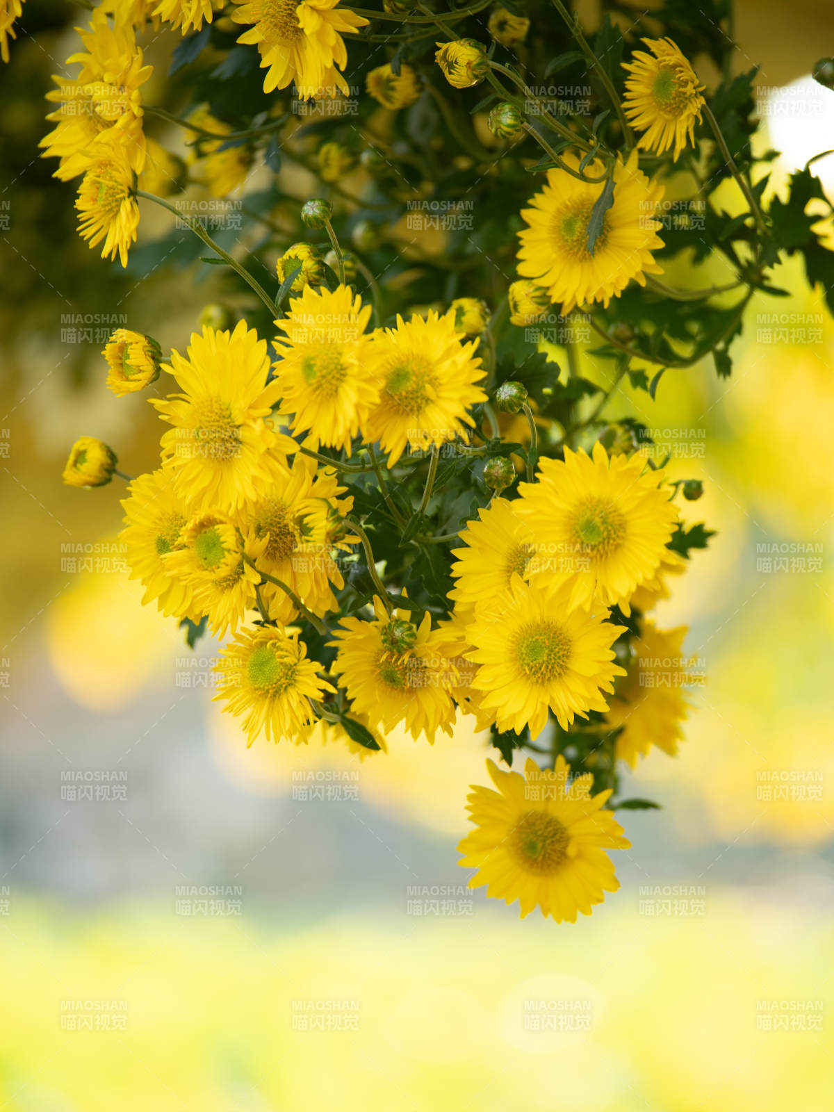 金菊绽放 生机盎然