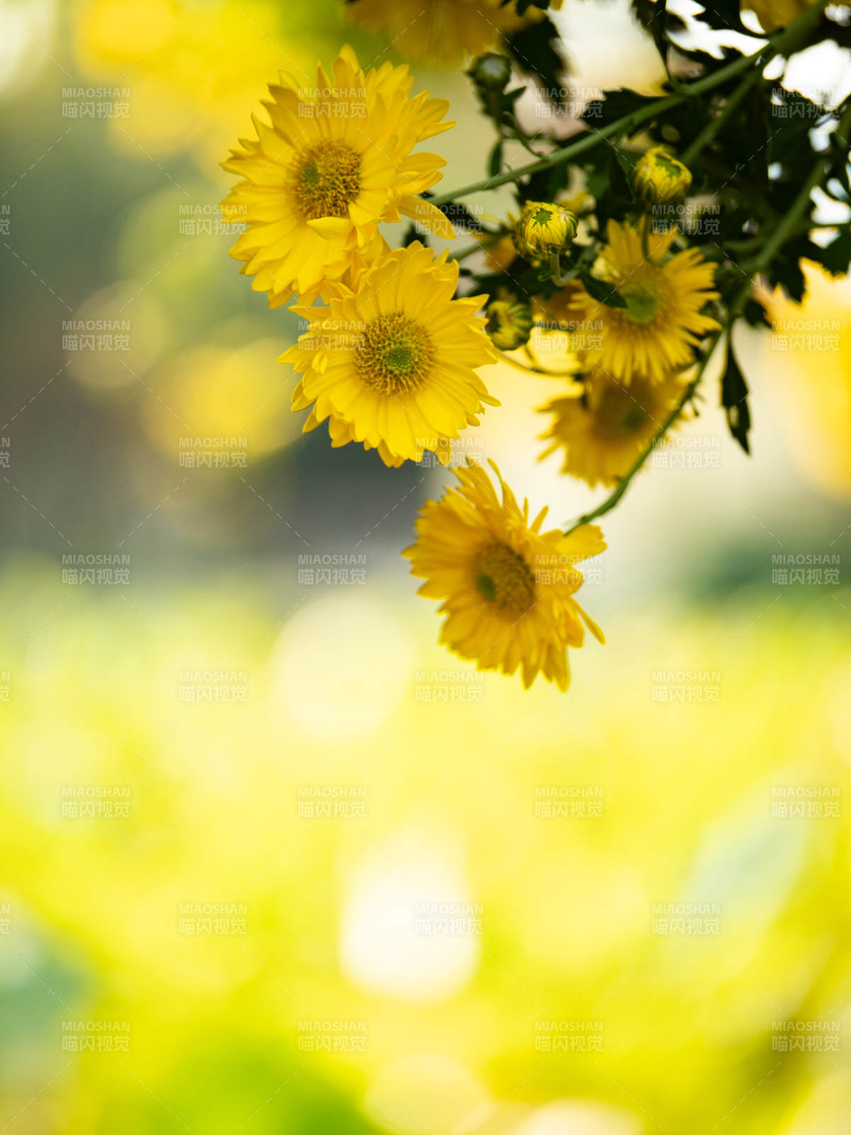 秋菊绽放 金黄满园