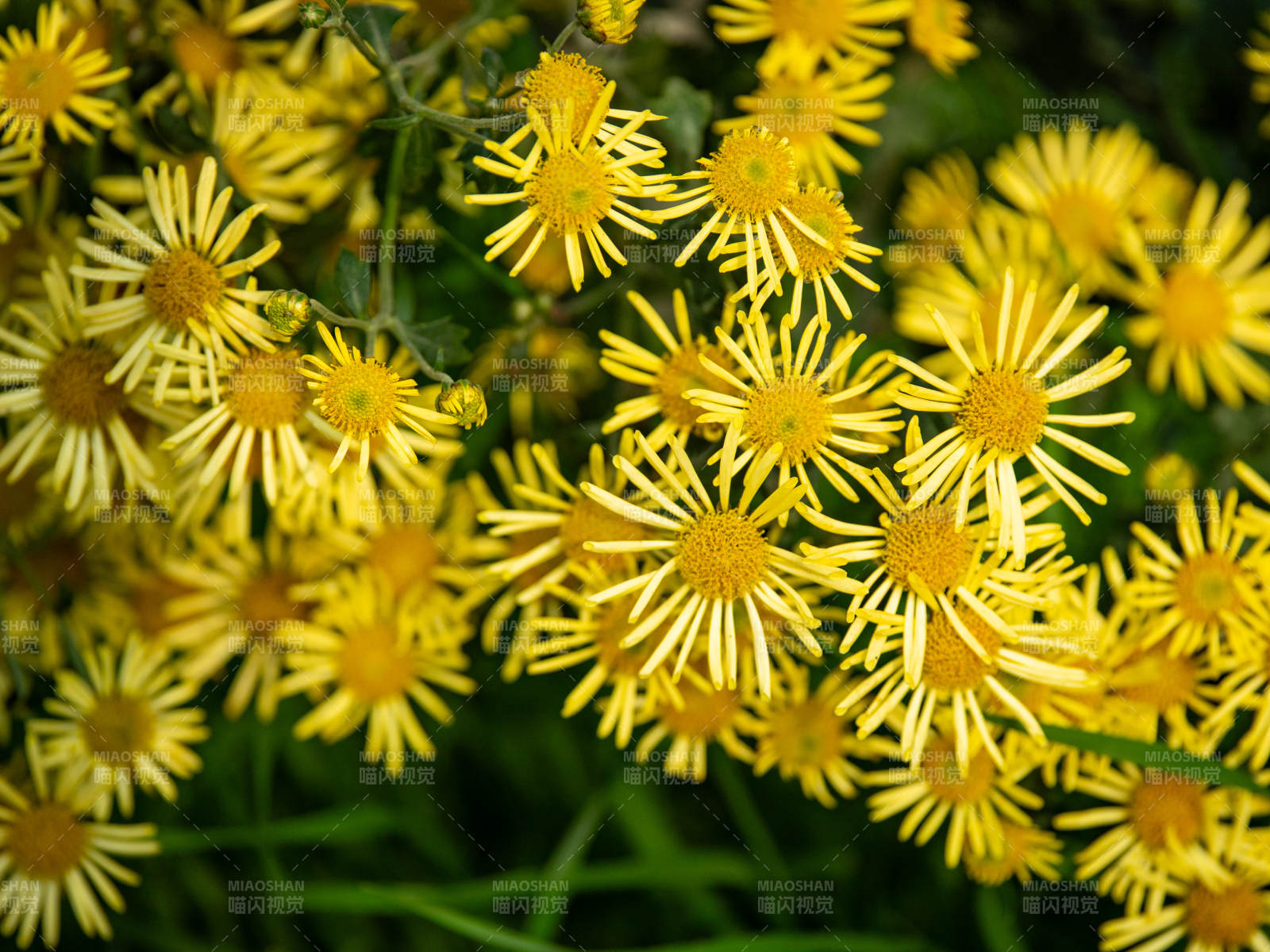 金菊綻放 生機盎然
