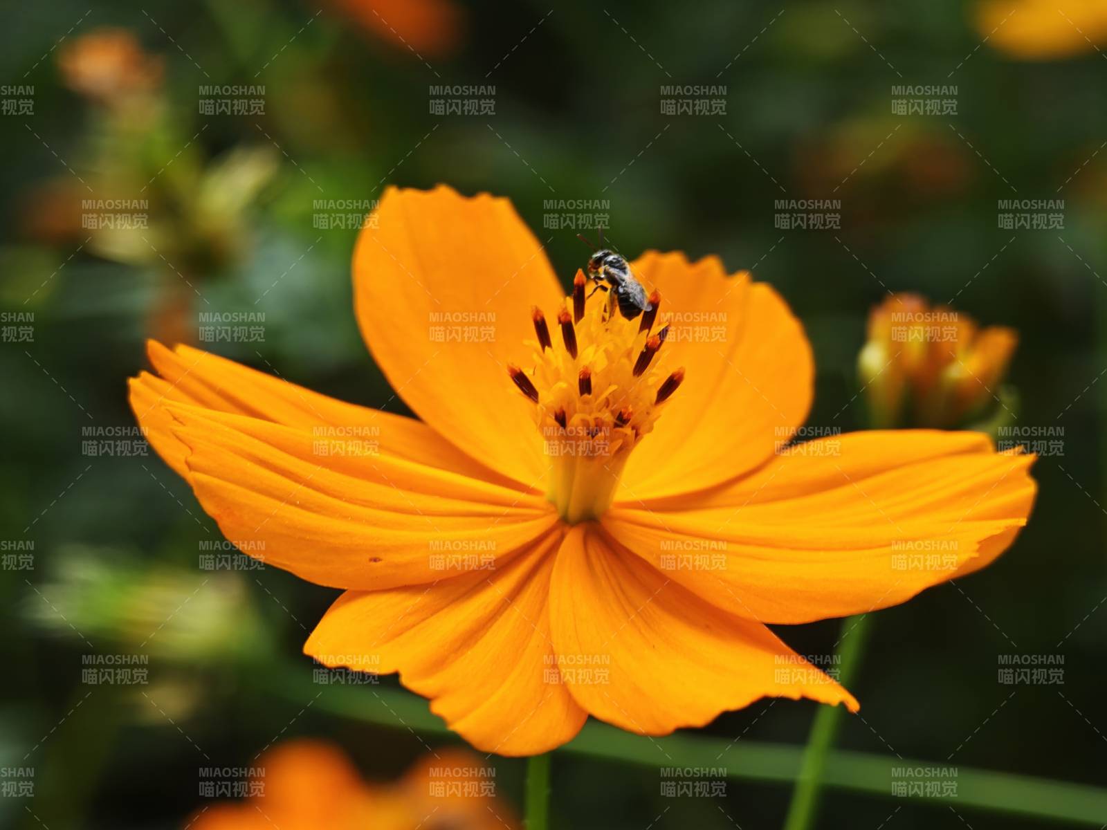 橙花上的小蜜蜂