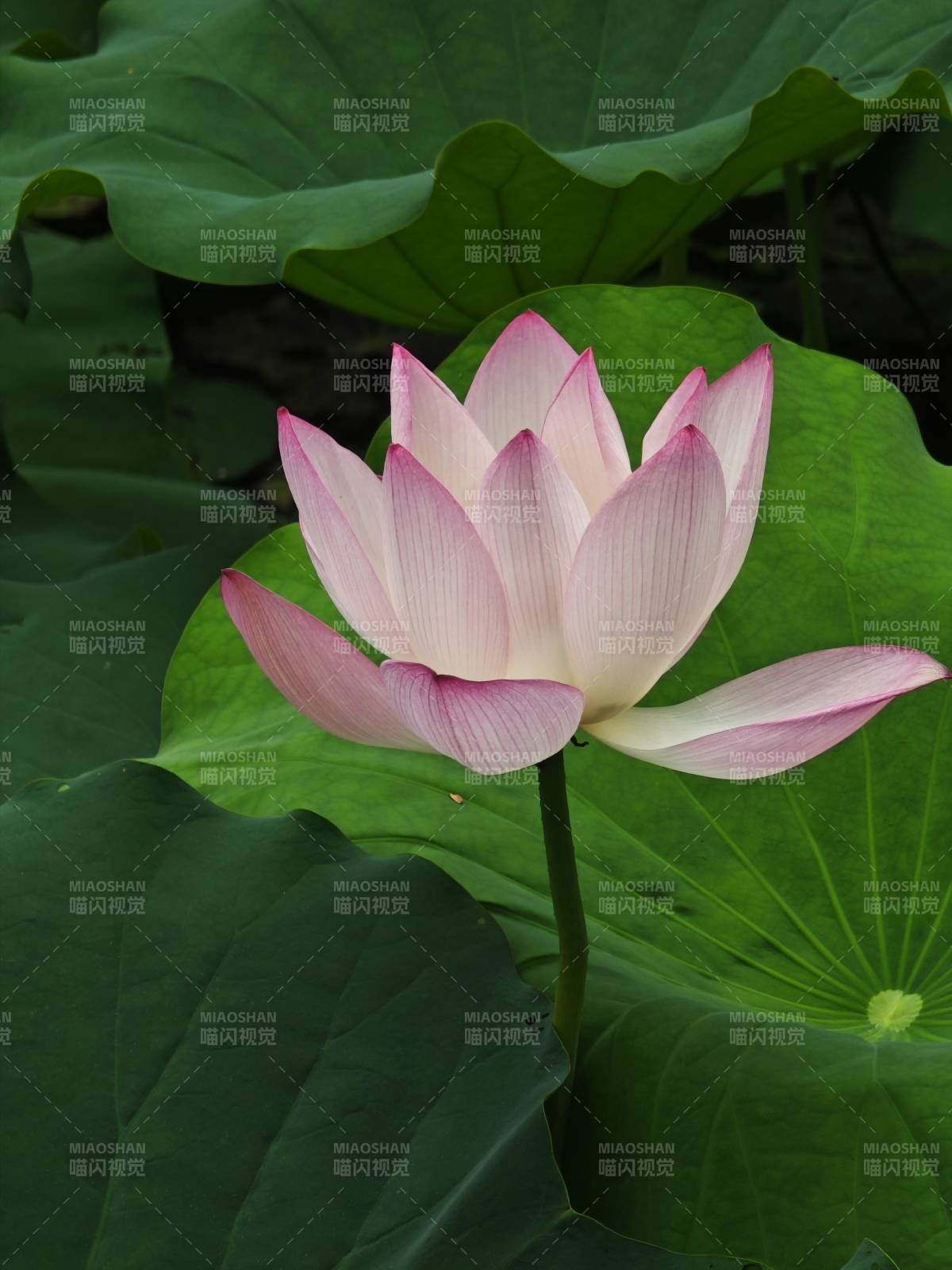 粉蓮綻放綠葉間