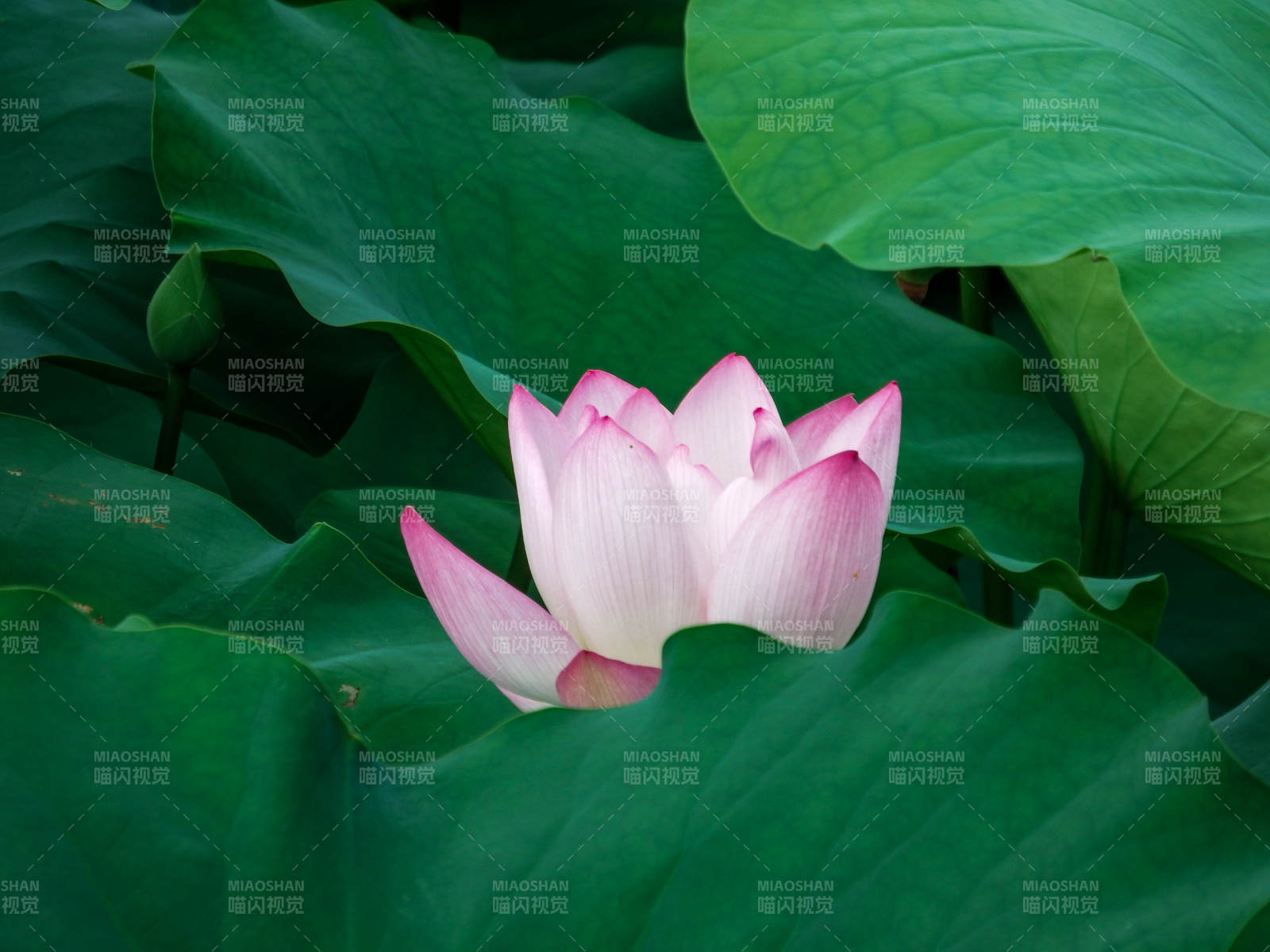 粉蓮綻放綠葉間