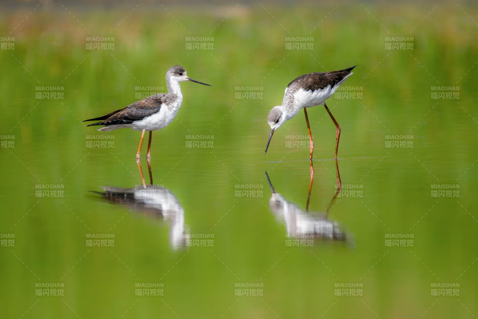 黑翅长脚鹬觅食