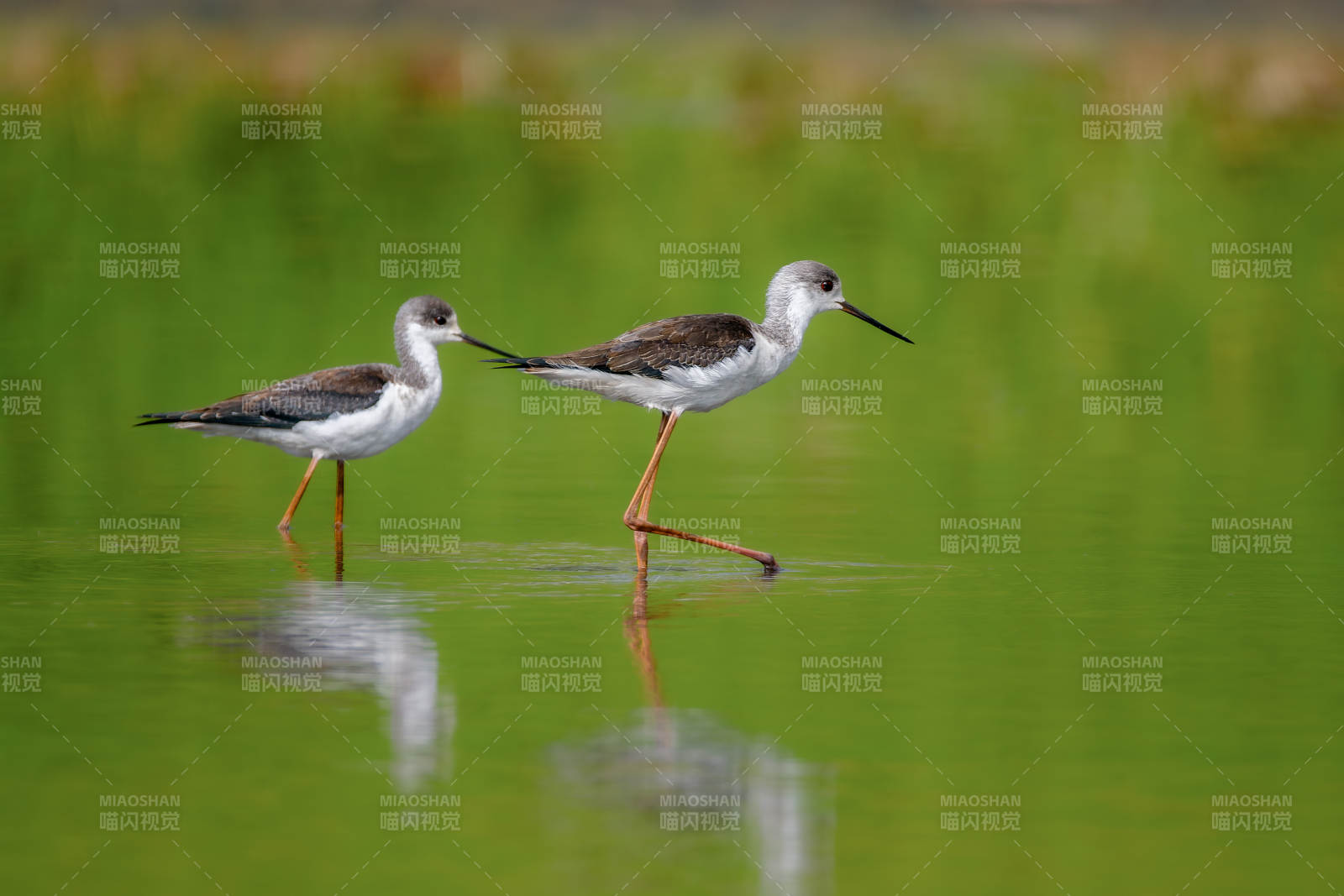 黑翅長腳鷸涉水