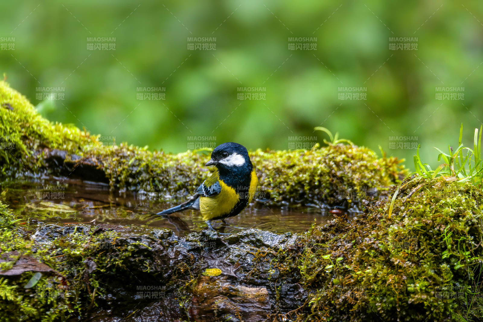 綠背山雀溪邊覓食