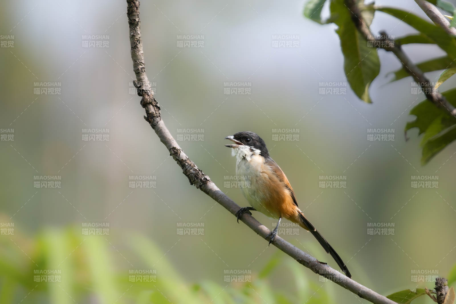 伯勞枝頭 鳴叫悅耳