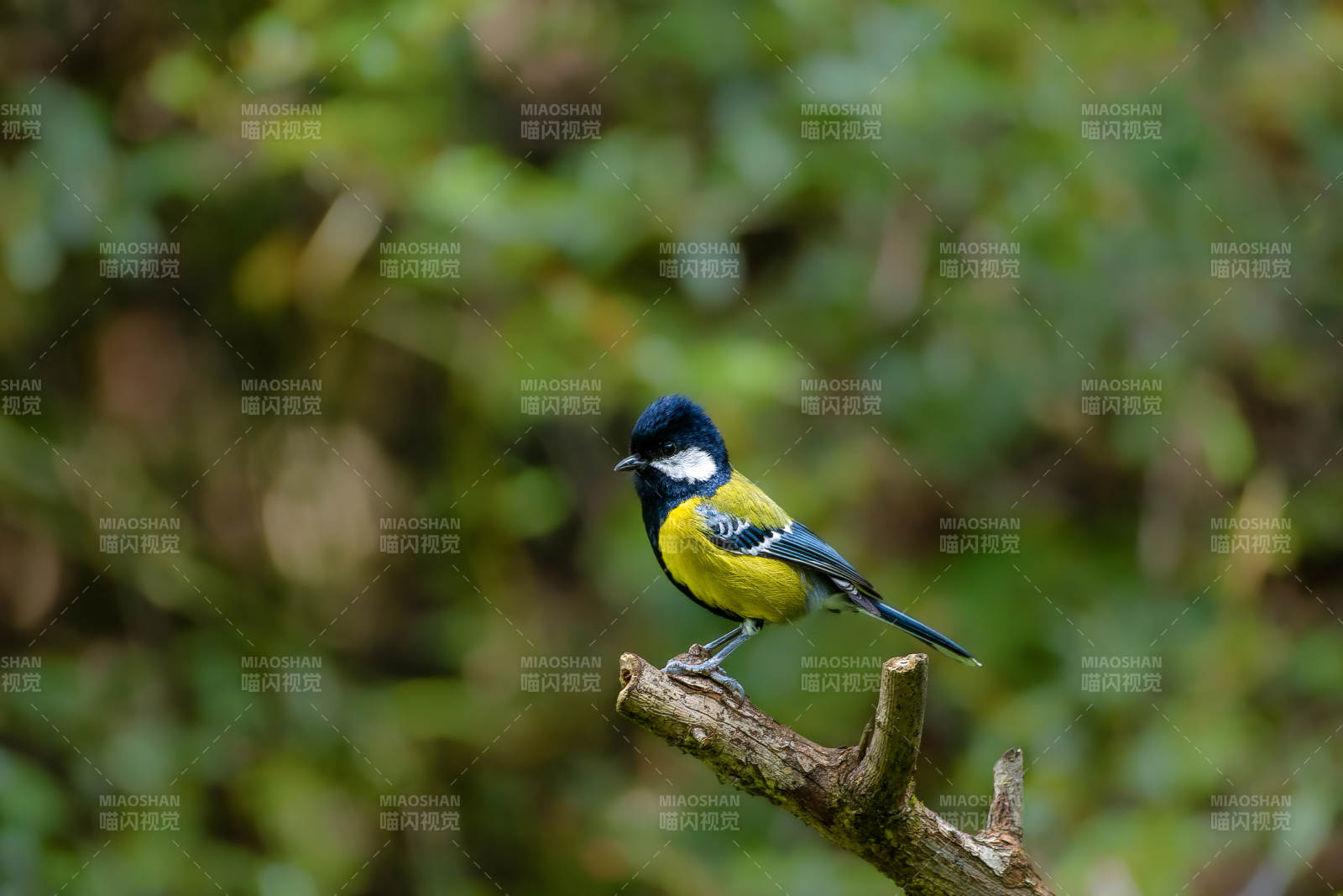 綠背山雀棲枝頭