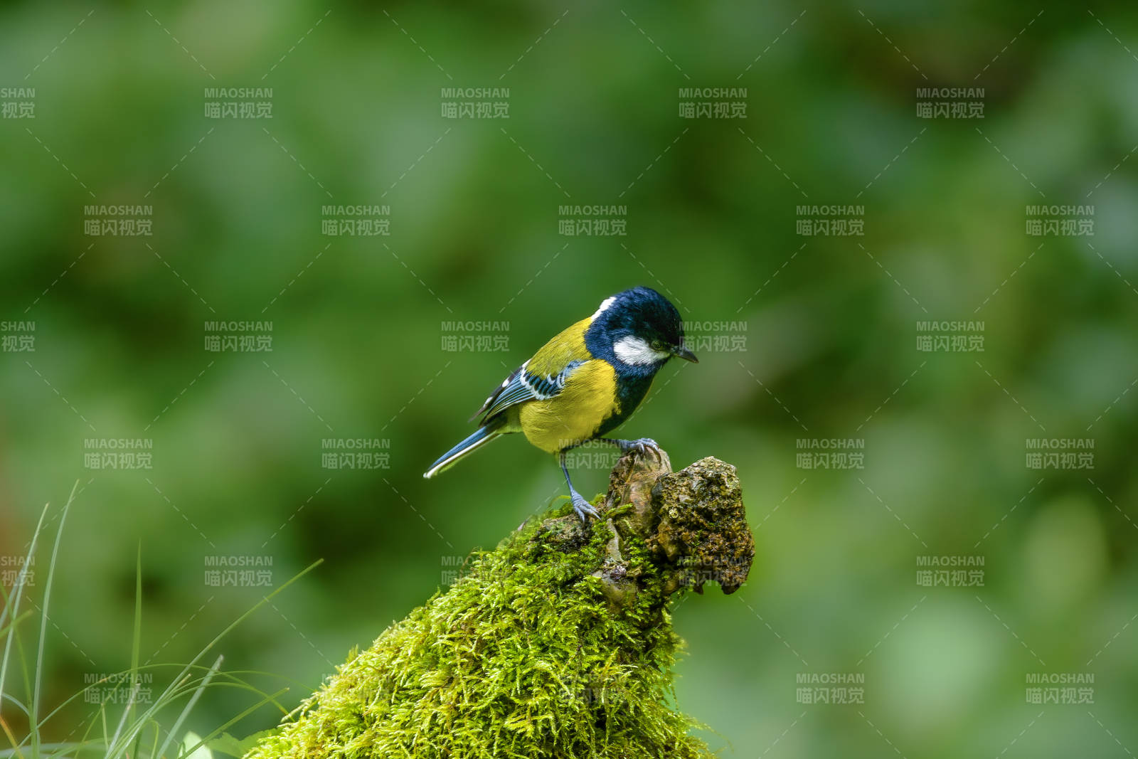 藍冠山雀棲枝頭