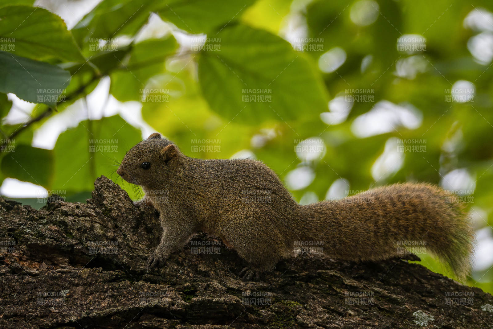 松鼠棲息樹干