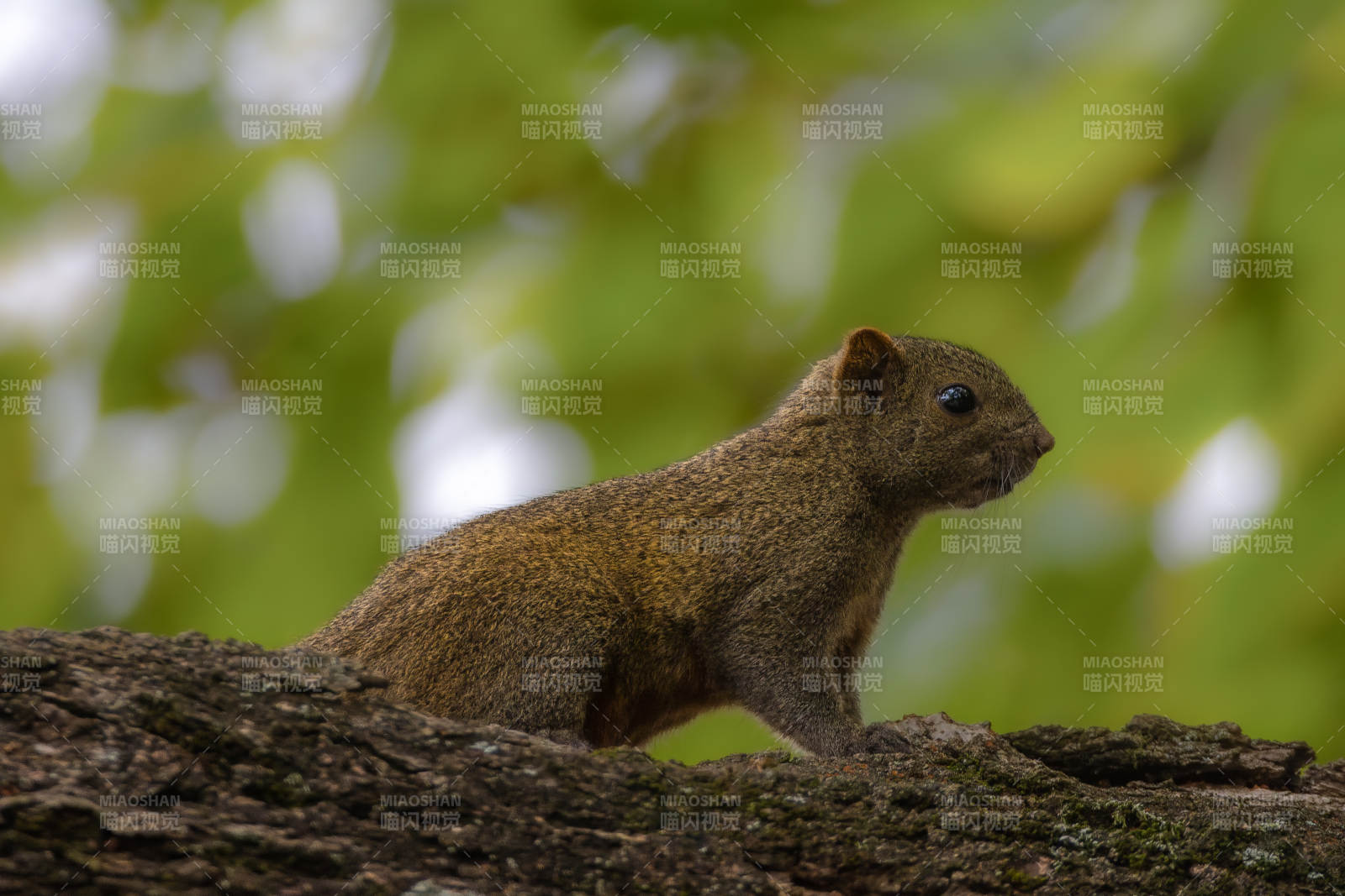 松鼠棲息樹干上