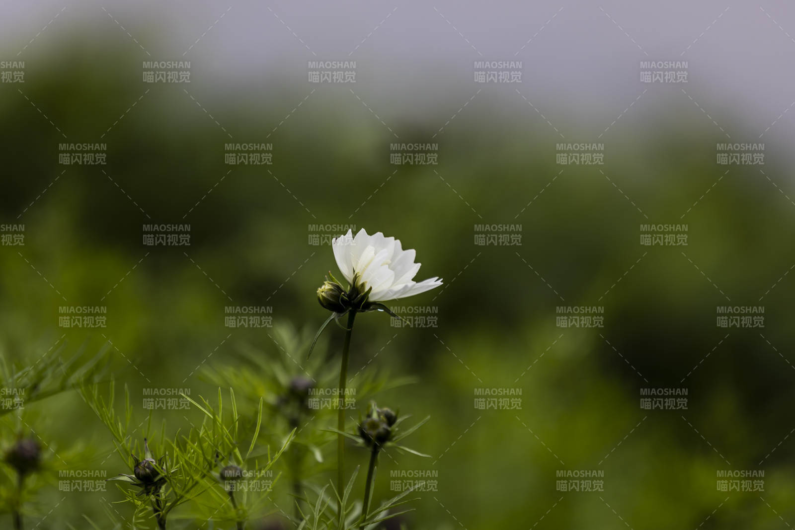 白花靜綻綠野中