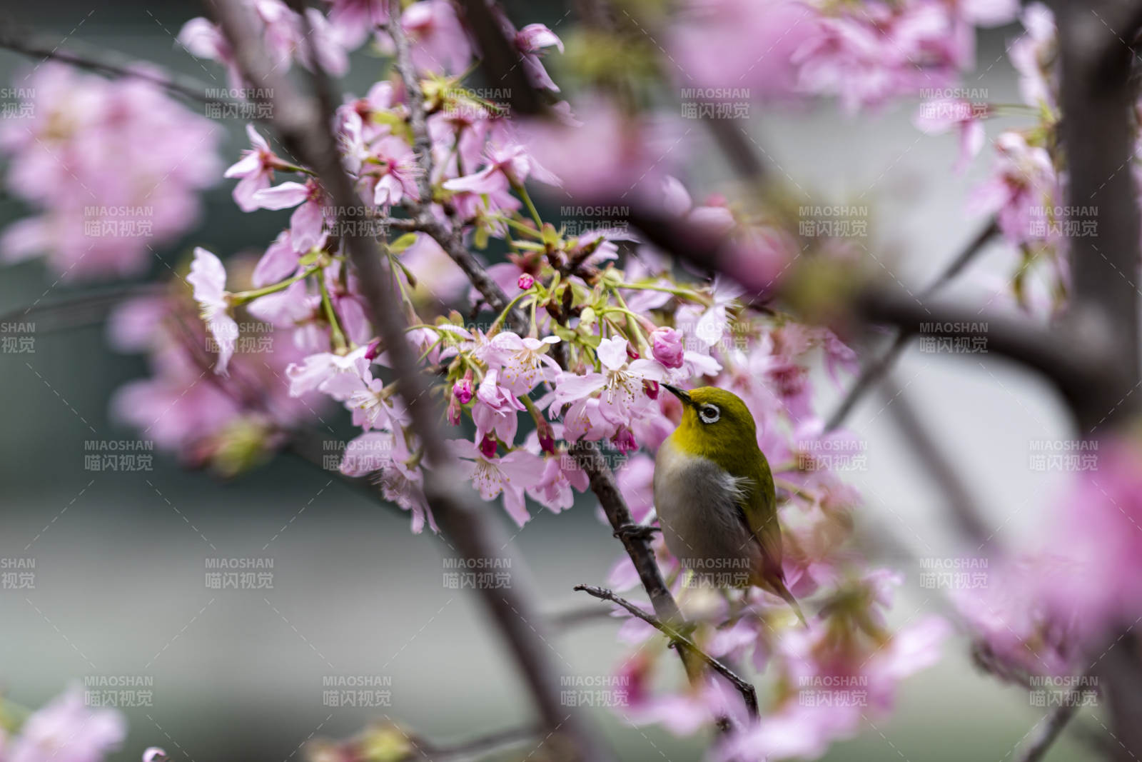 櫻花枝頭小鳥棲