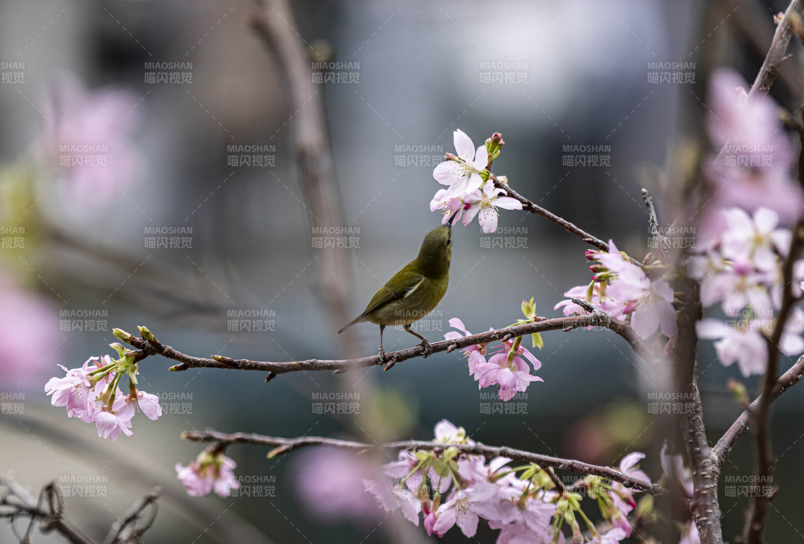 福州春鳥(niǎo)棲花枝