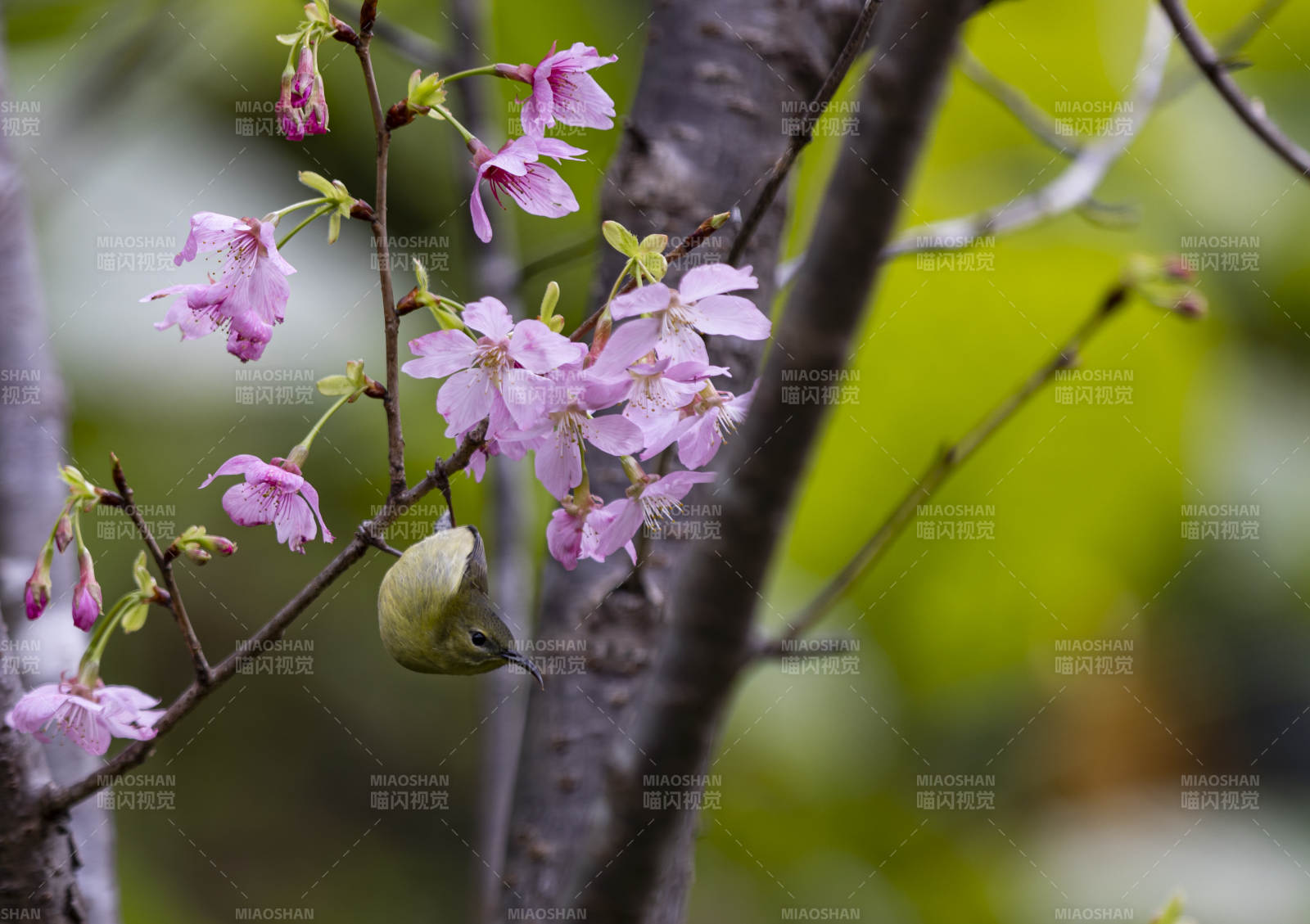福州櫻花枝頭小鳥棲