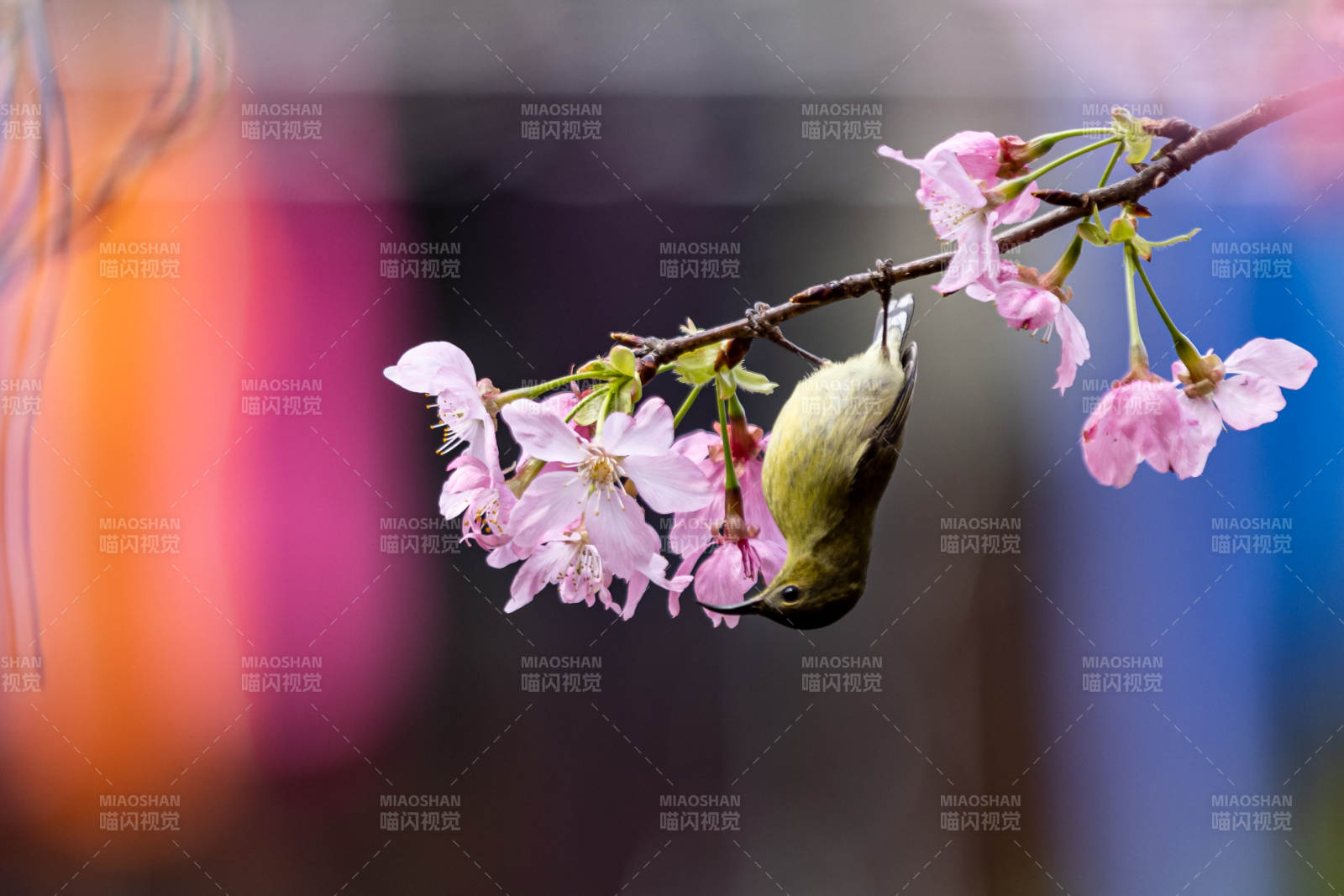 櫻花枝頭小鳥覓食