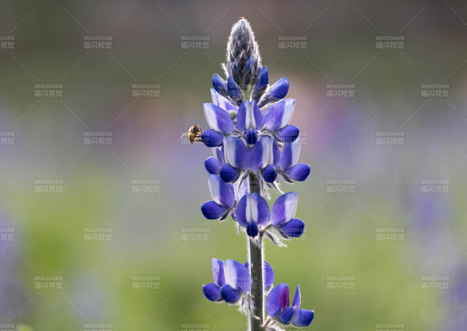 魯冰花紫花上的蜜蜂