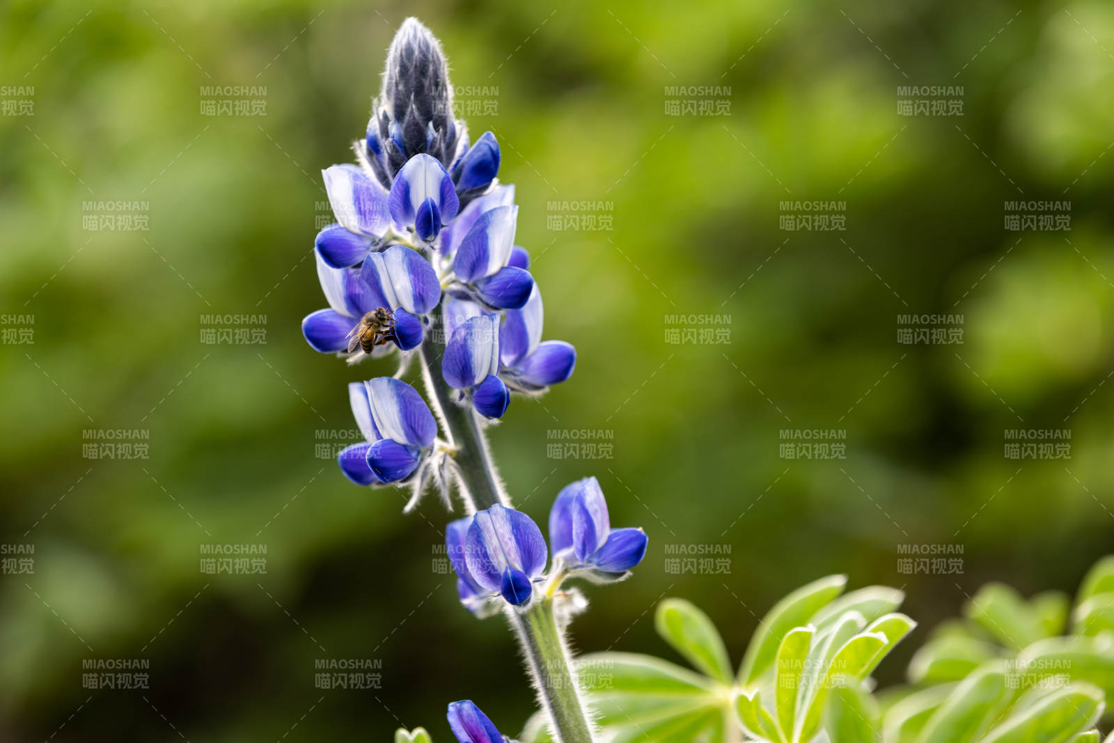 魯冰花藍花羽扇豆