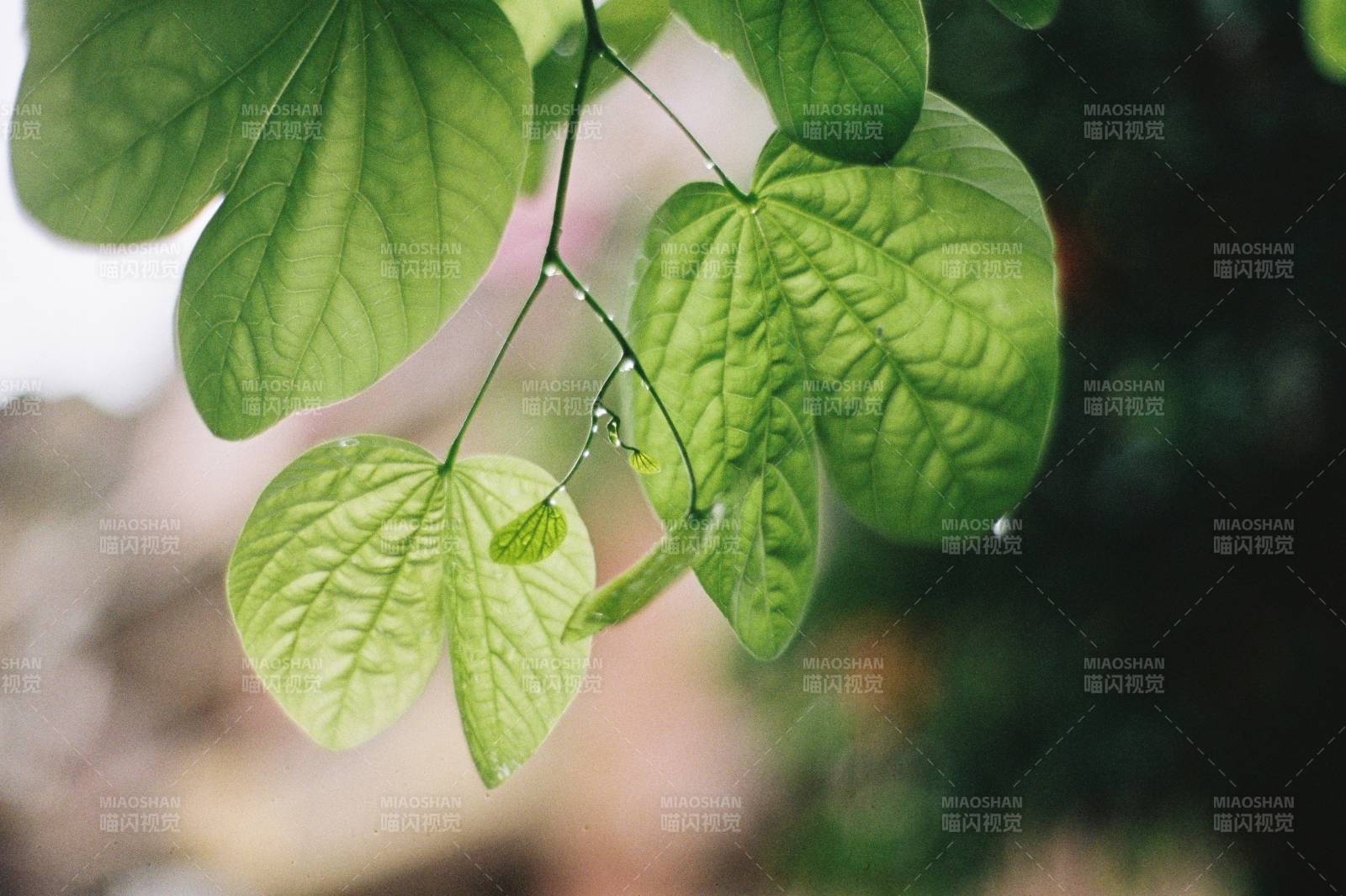羊蹄甲綠葉輕舞