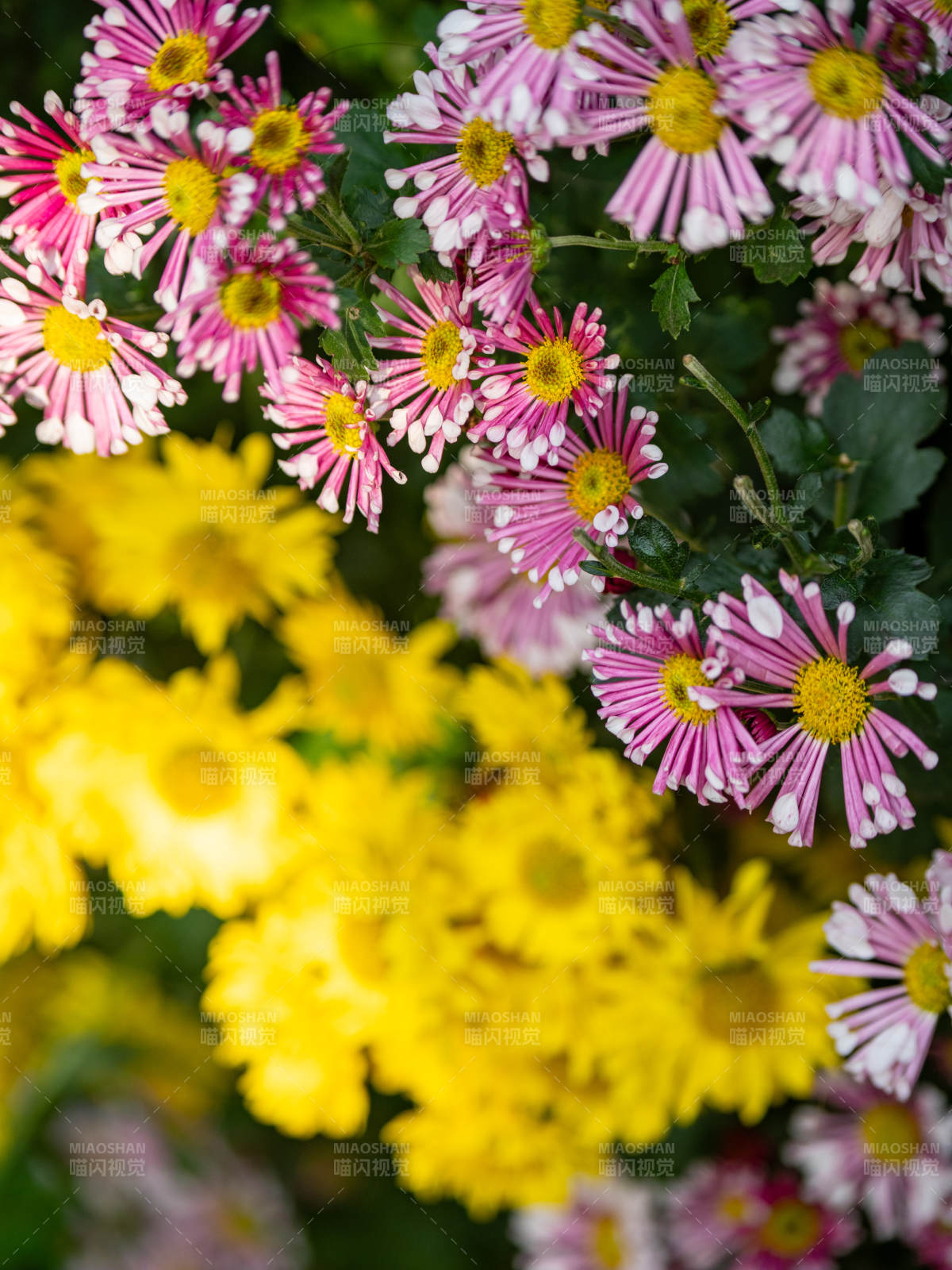 秋菊綻放 色彩斑斕