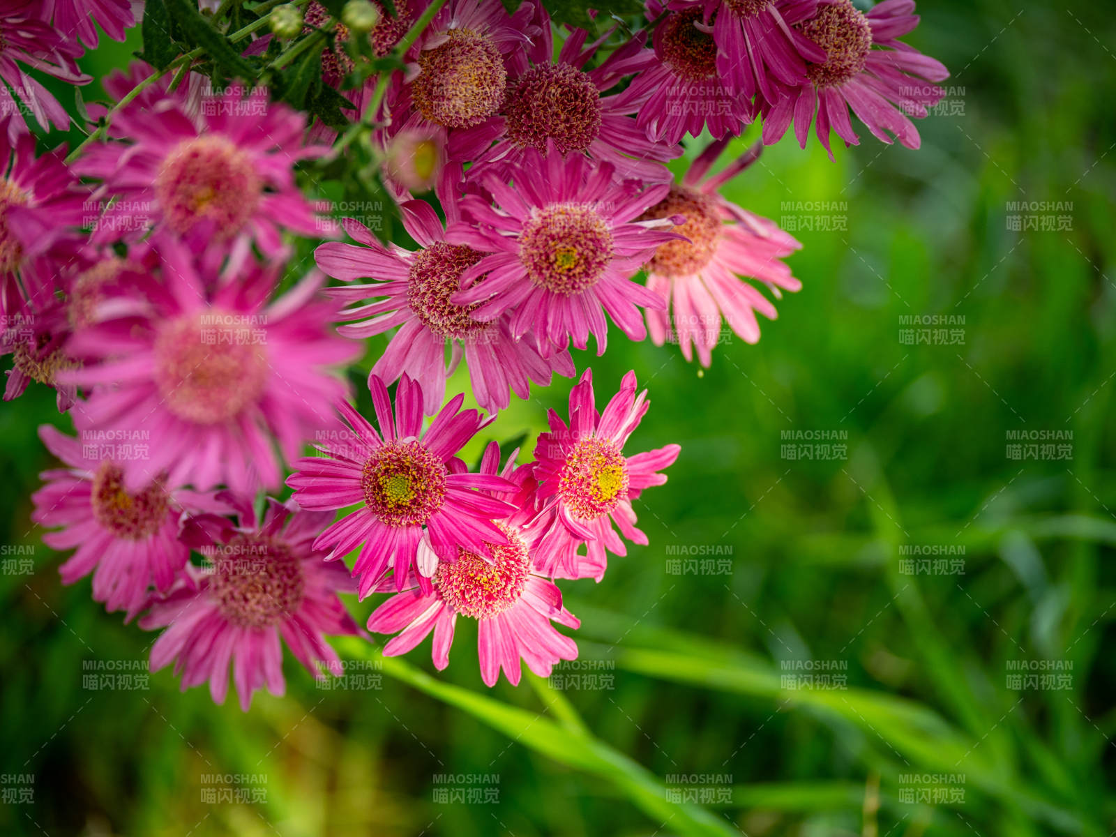 粉菊綻放 綠意盎然