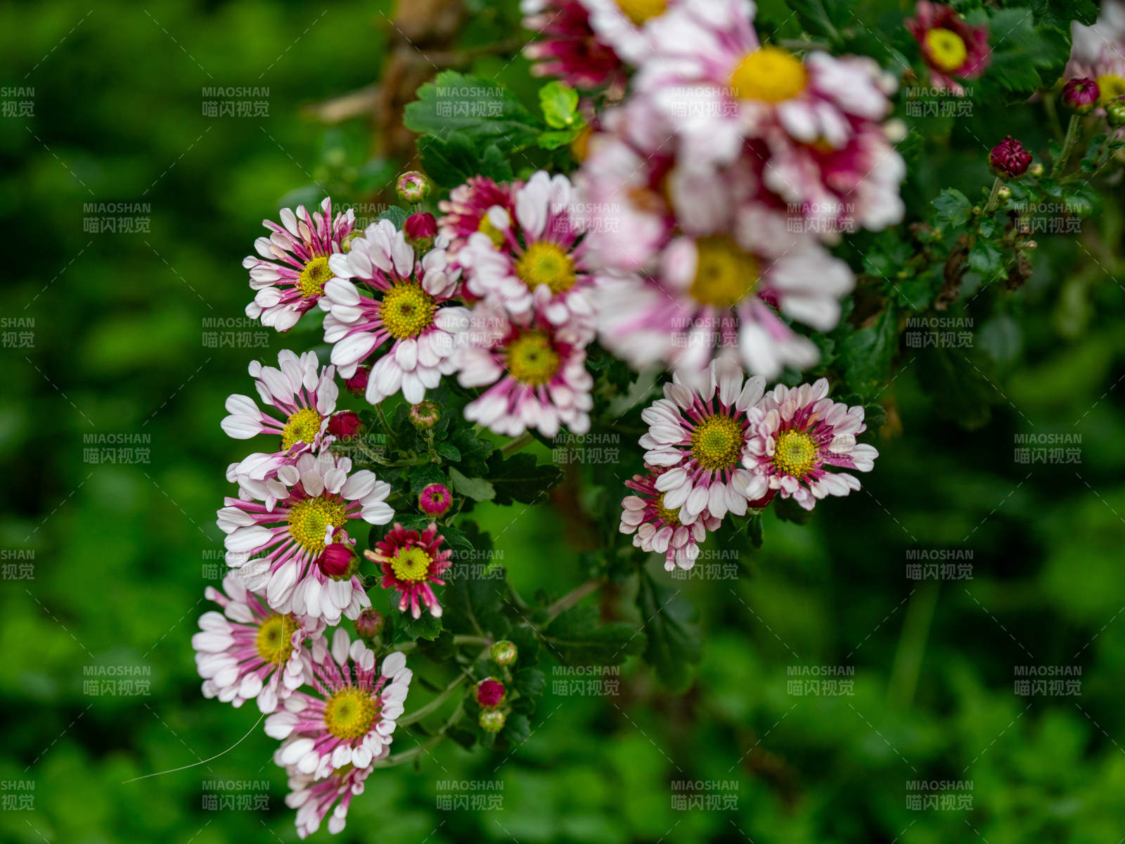 秋菊綻放 美不勝收