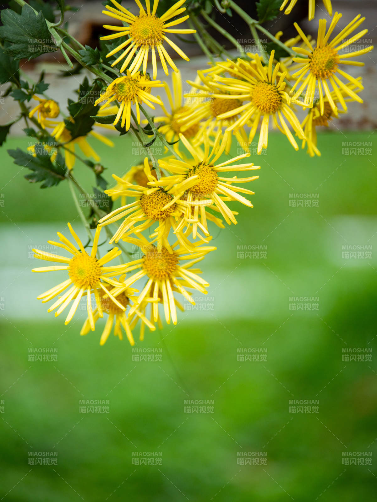 金菊綻放 生機(jī)盎然