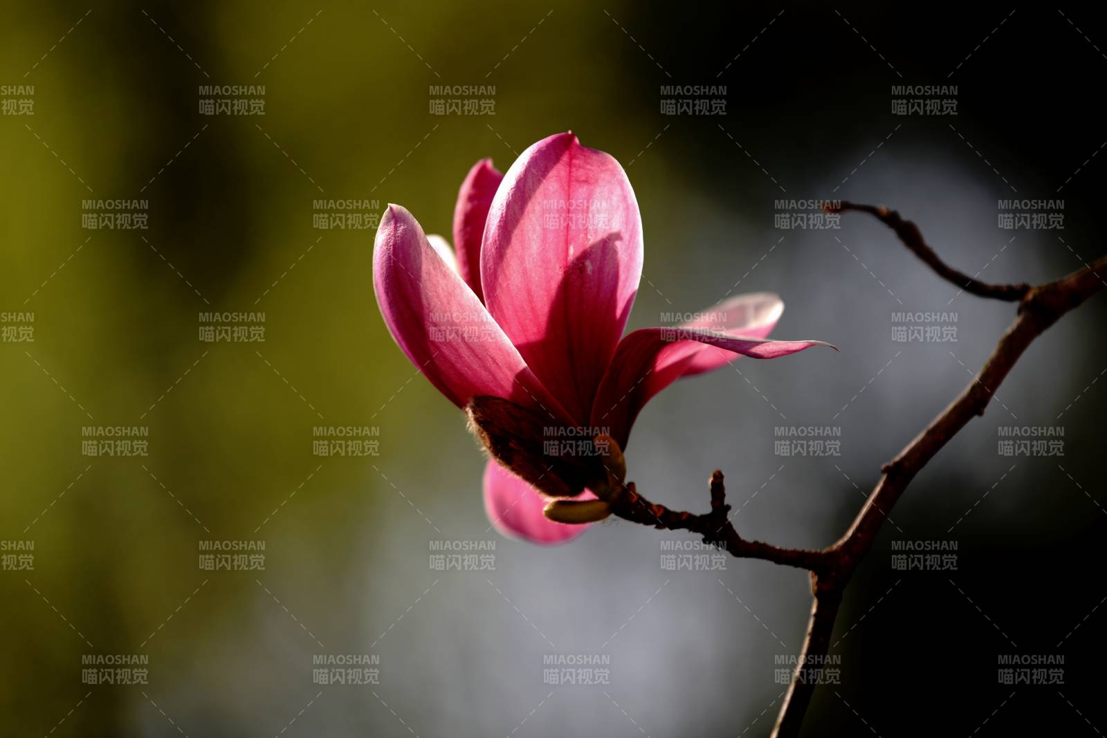 粉红玉兰花绽放