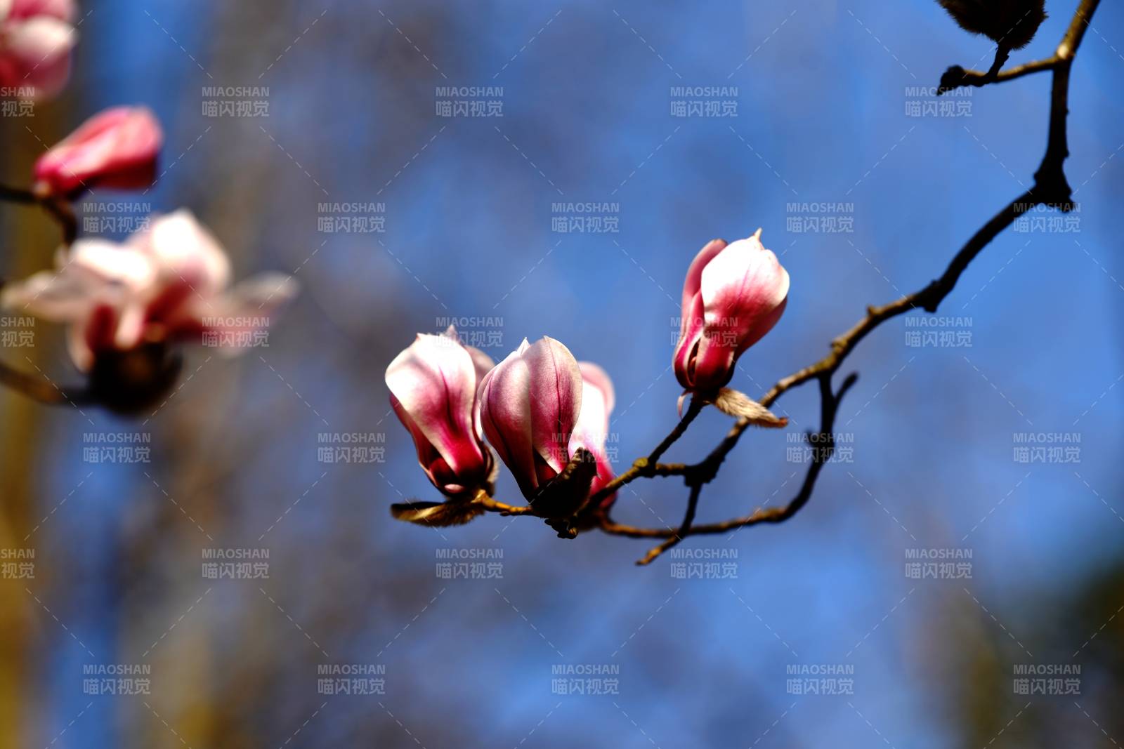 玉兰花绽放枝头