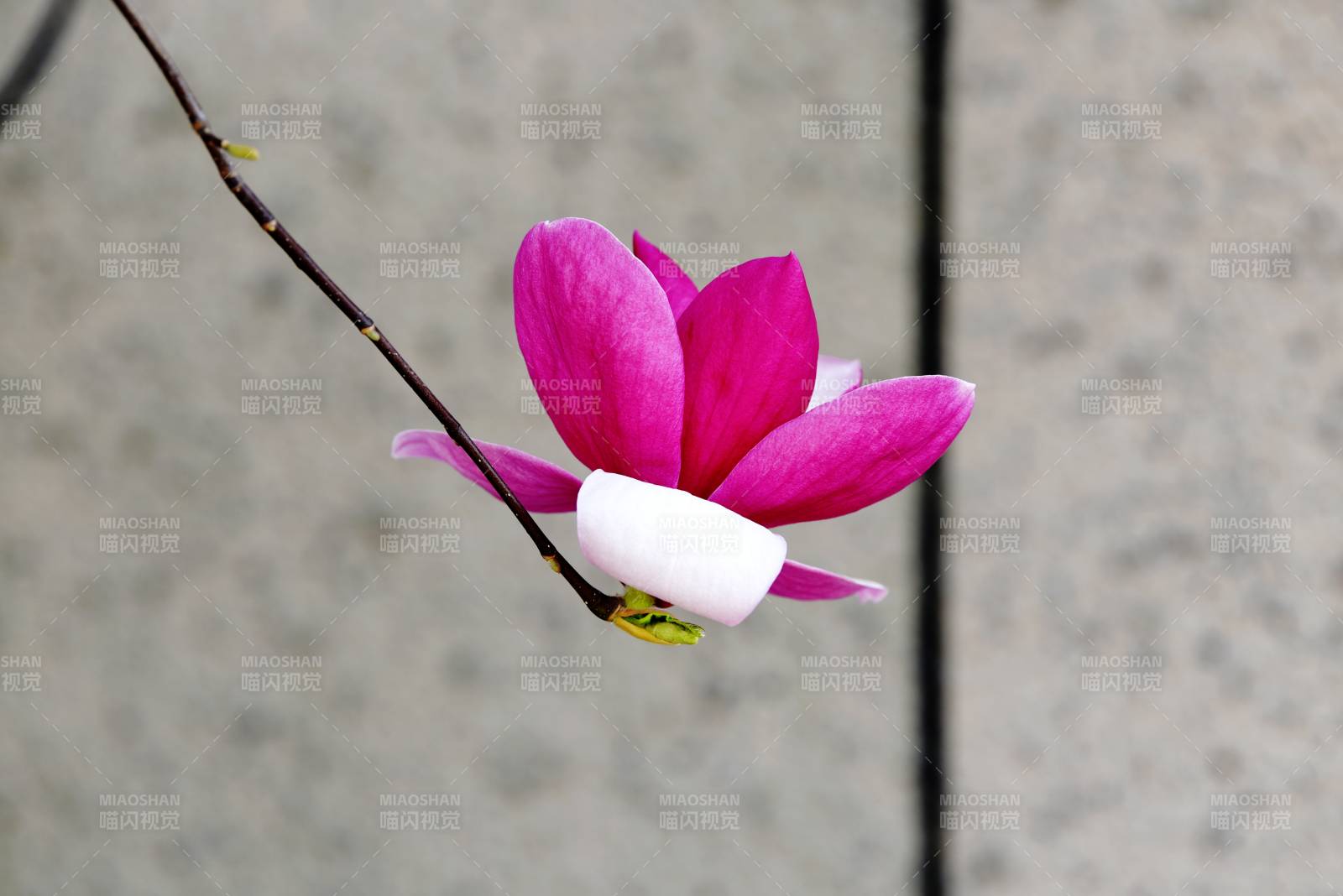 粉红玉兰花绽放