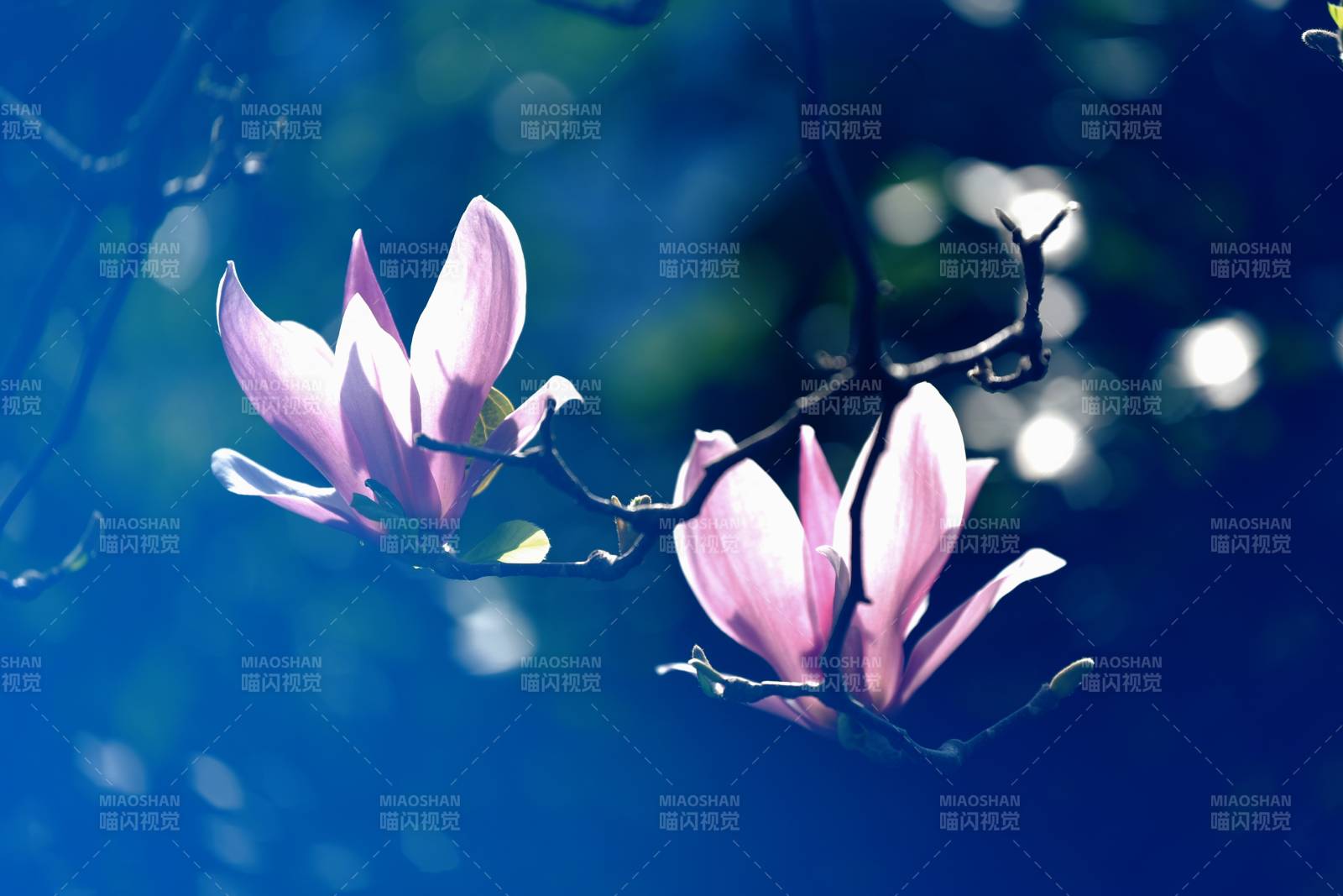 玉兰花开 春意盎然