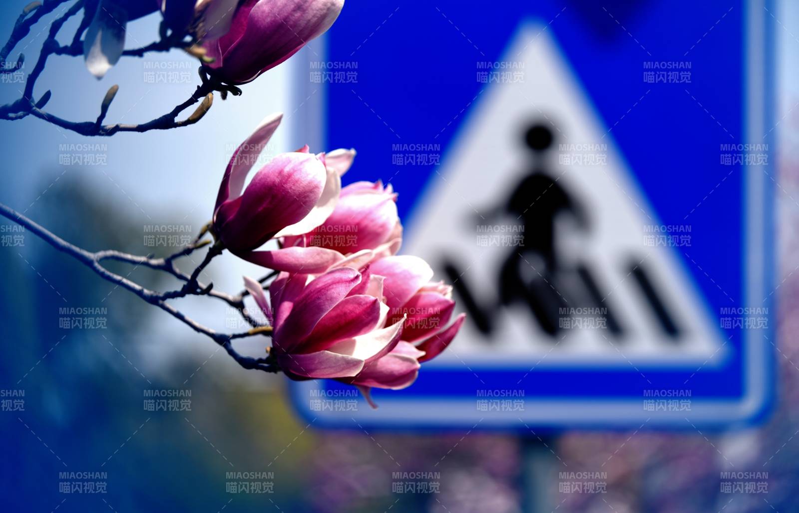 花枝与行人标志