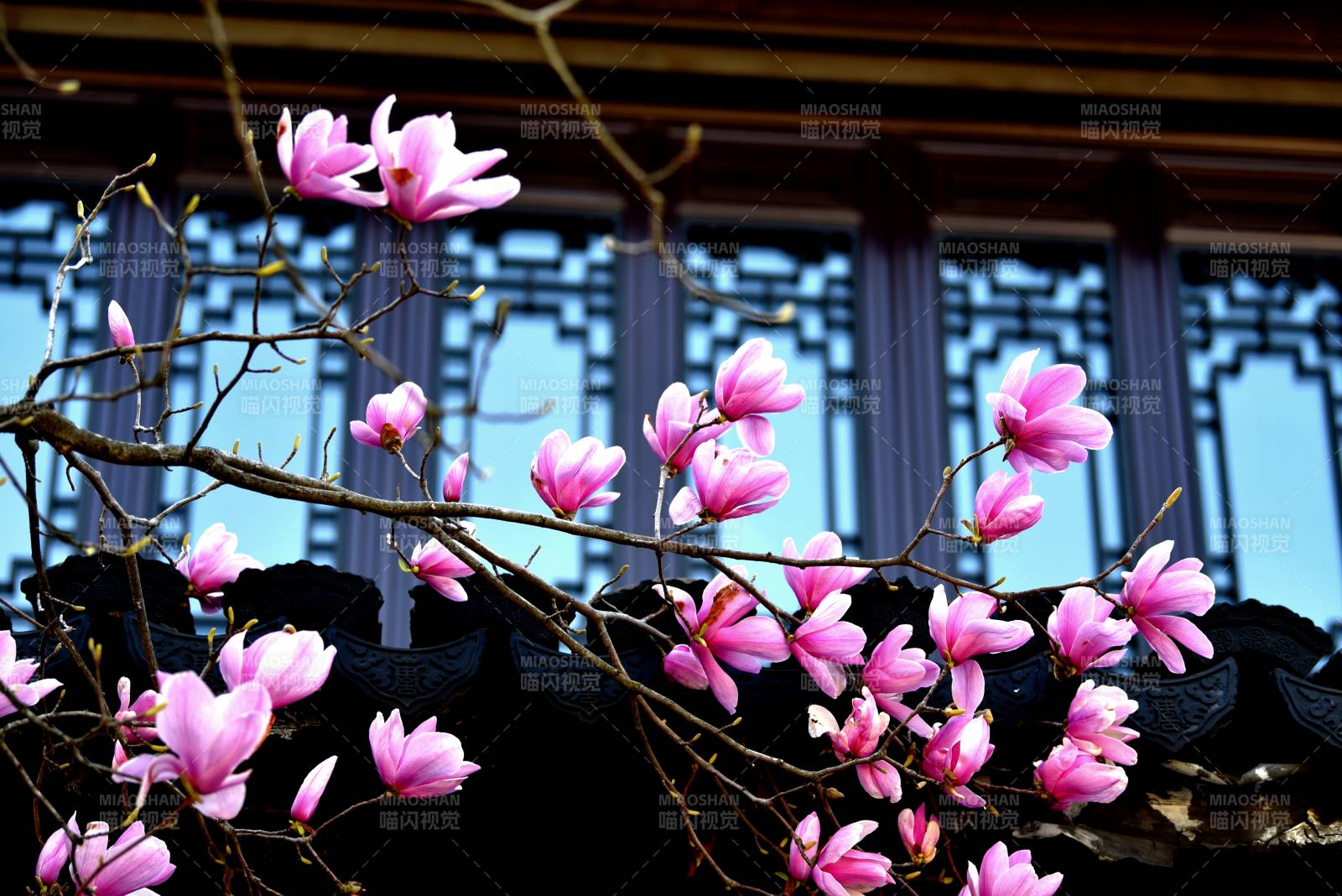 玉兰绽放古建筑前