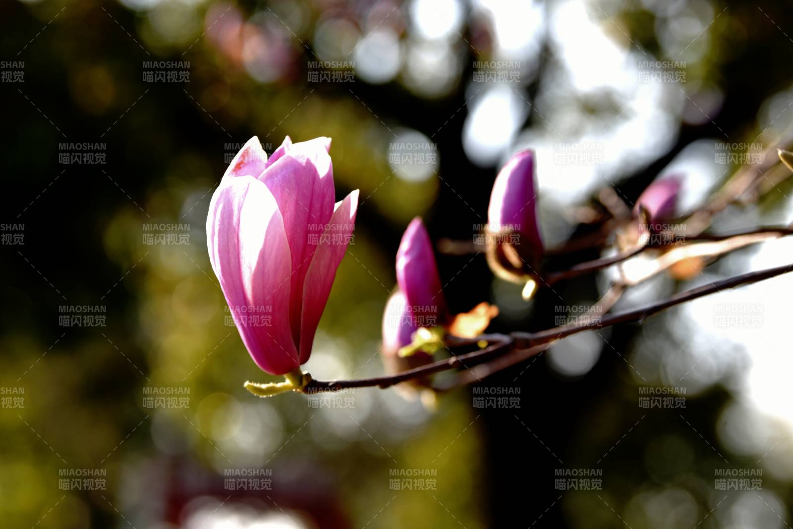 紫玉蘭綻放枝頭