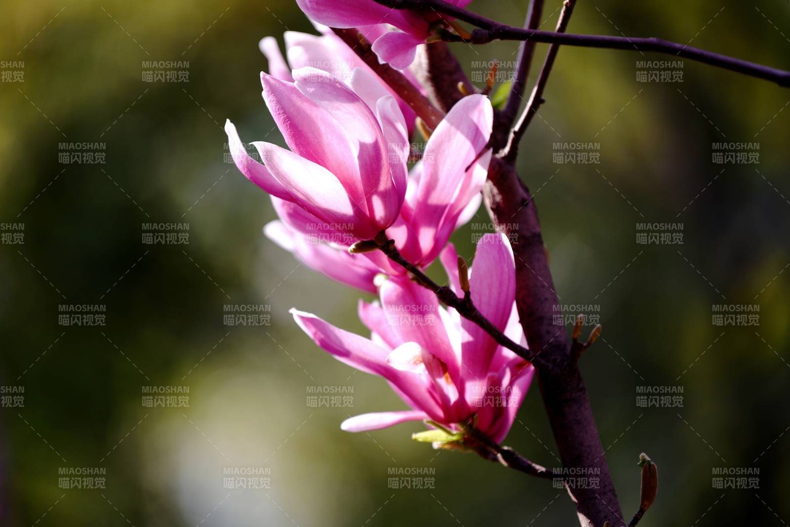 粉紅玉蘭綻放枝頭