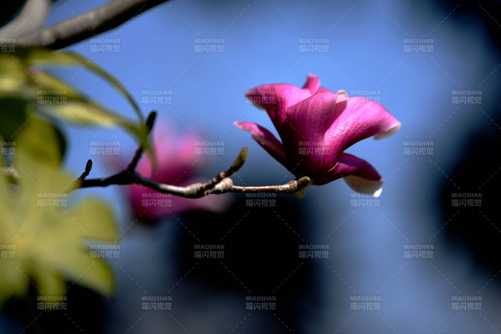 紫玉兰绽放枝头