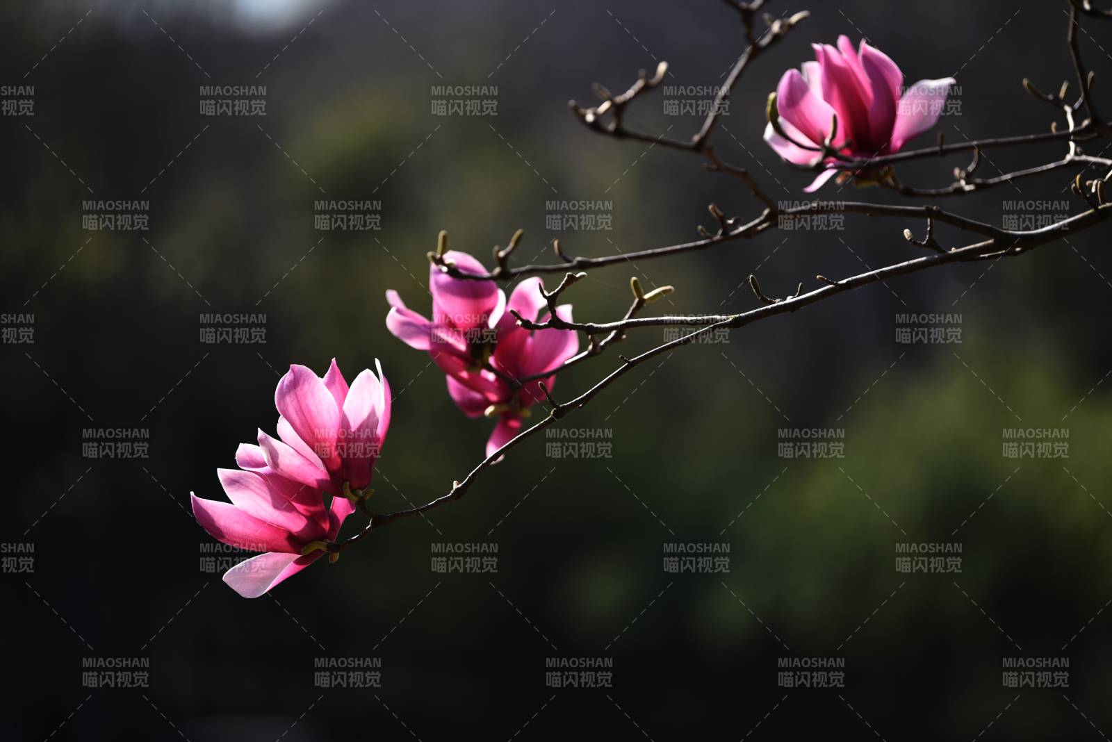 粉红玉兰花绽放