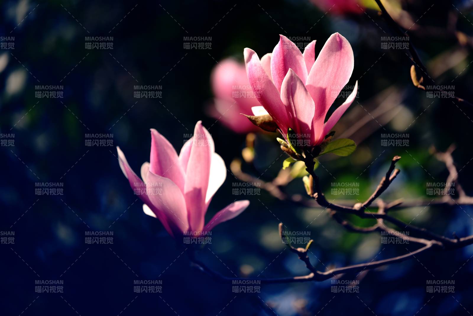 粉红玉兰绽放枝头