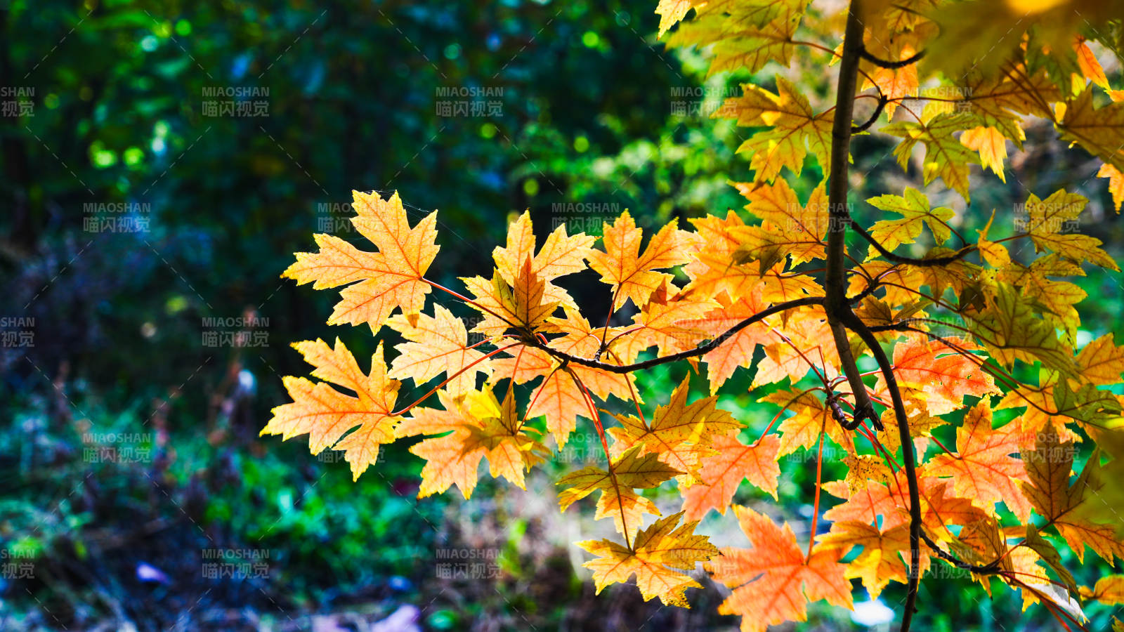 秋葉金黃 枝頭搖曳