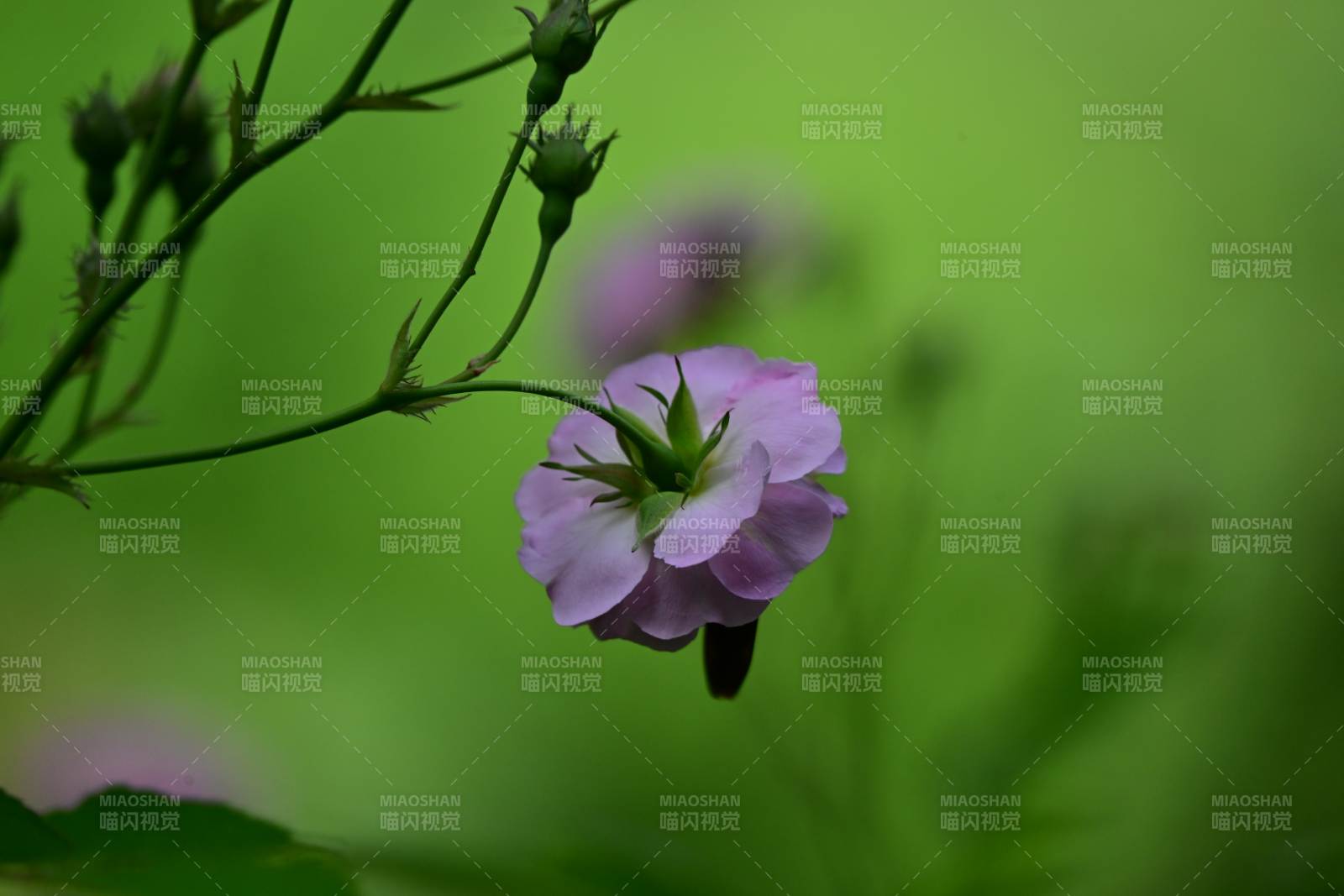 紫花绽放绿意中