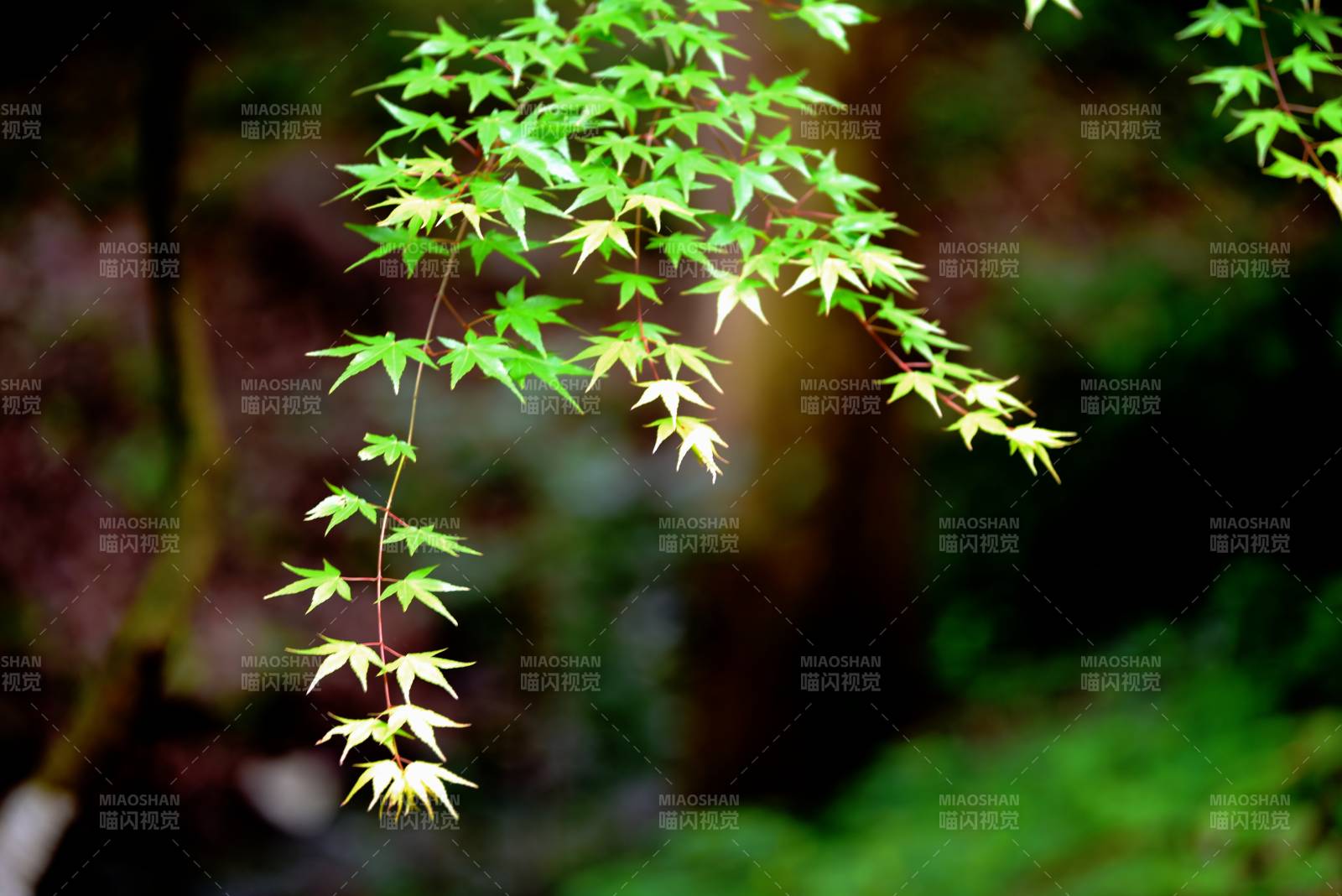 綠葉垂枝 靜謐自然
