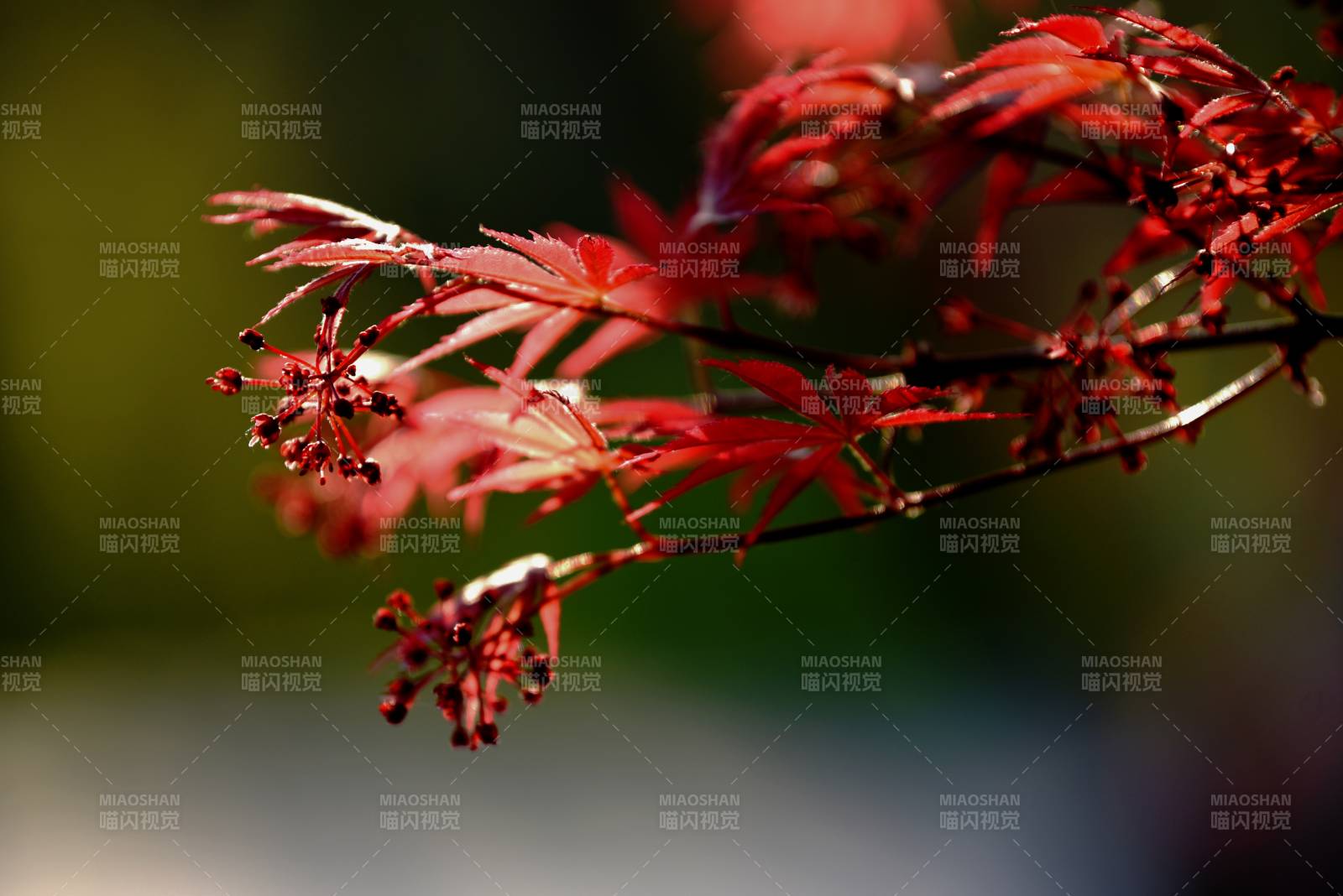 红枫枝头春意浓