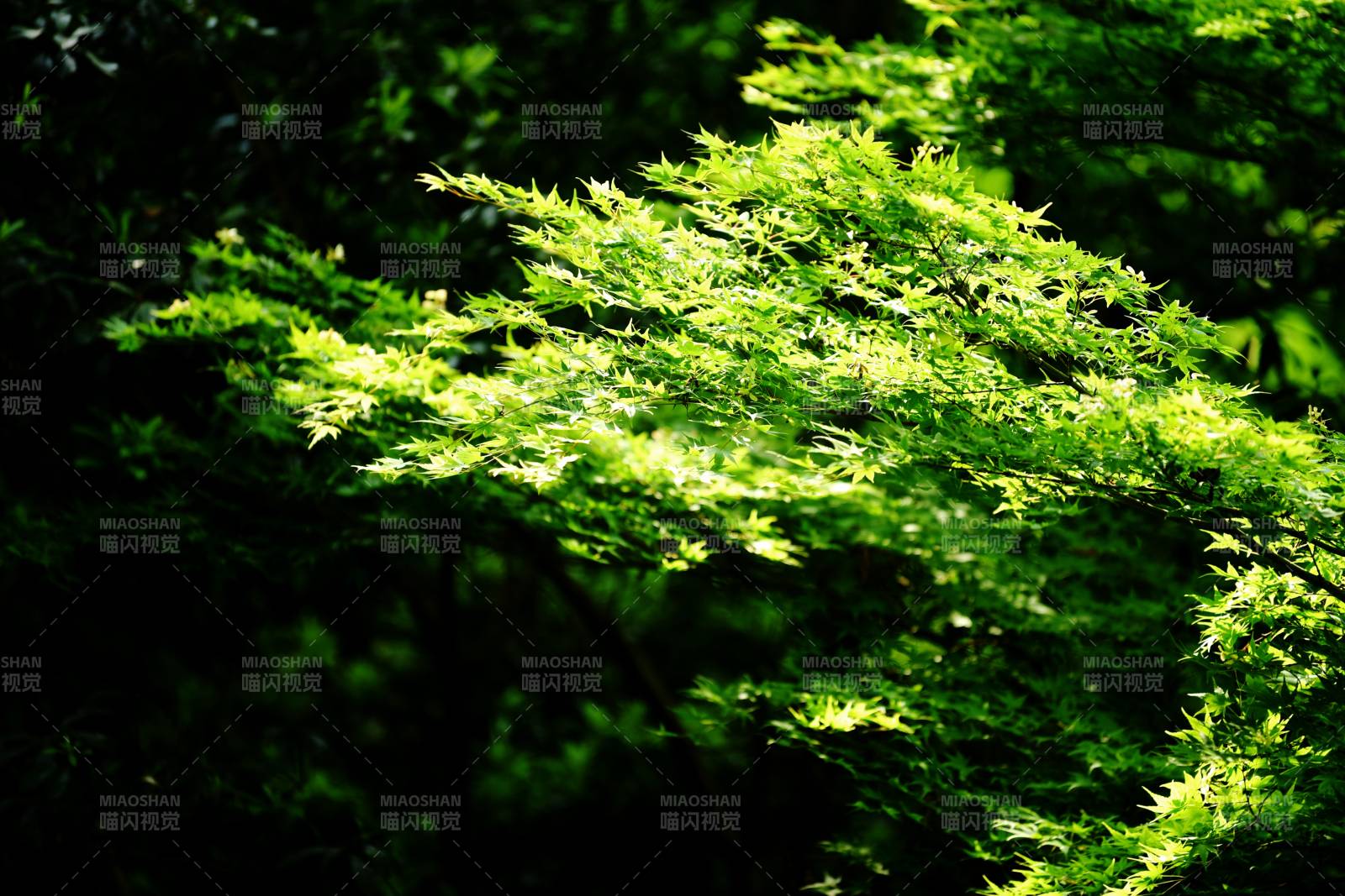 绿意盎然的枝叶