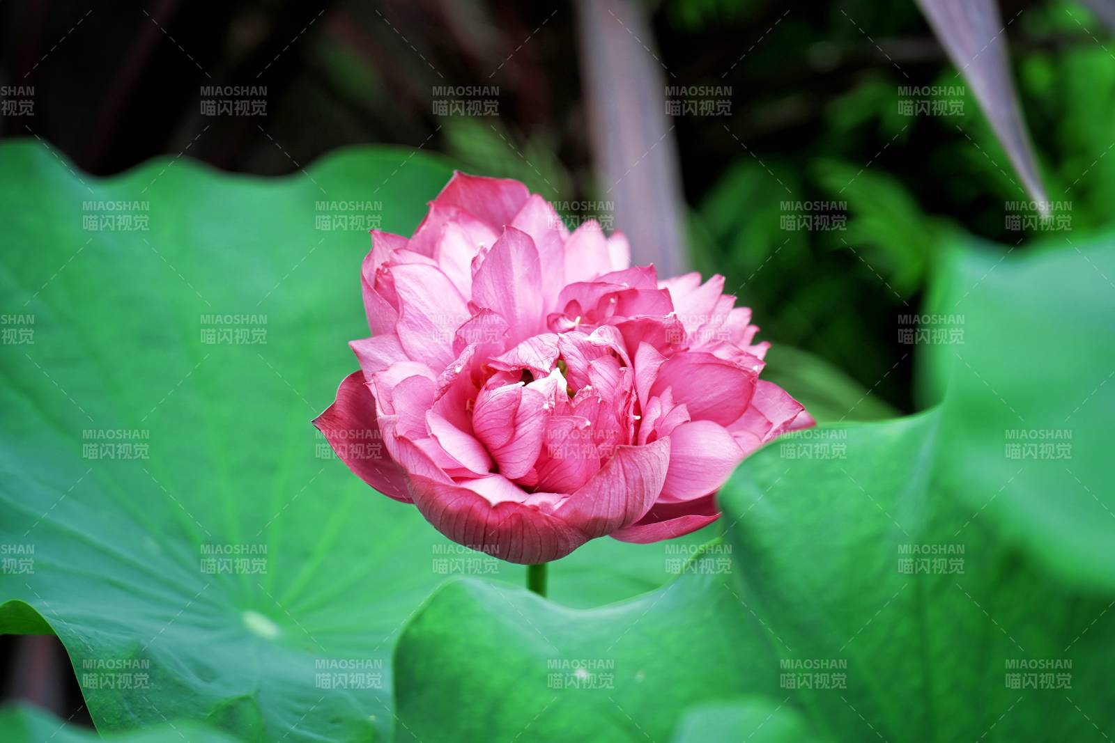 粉蓮綻放綠葉間